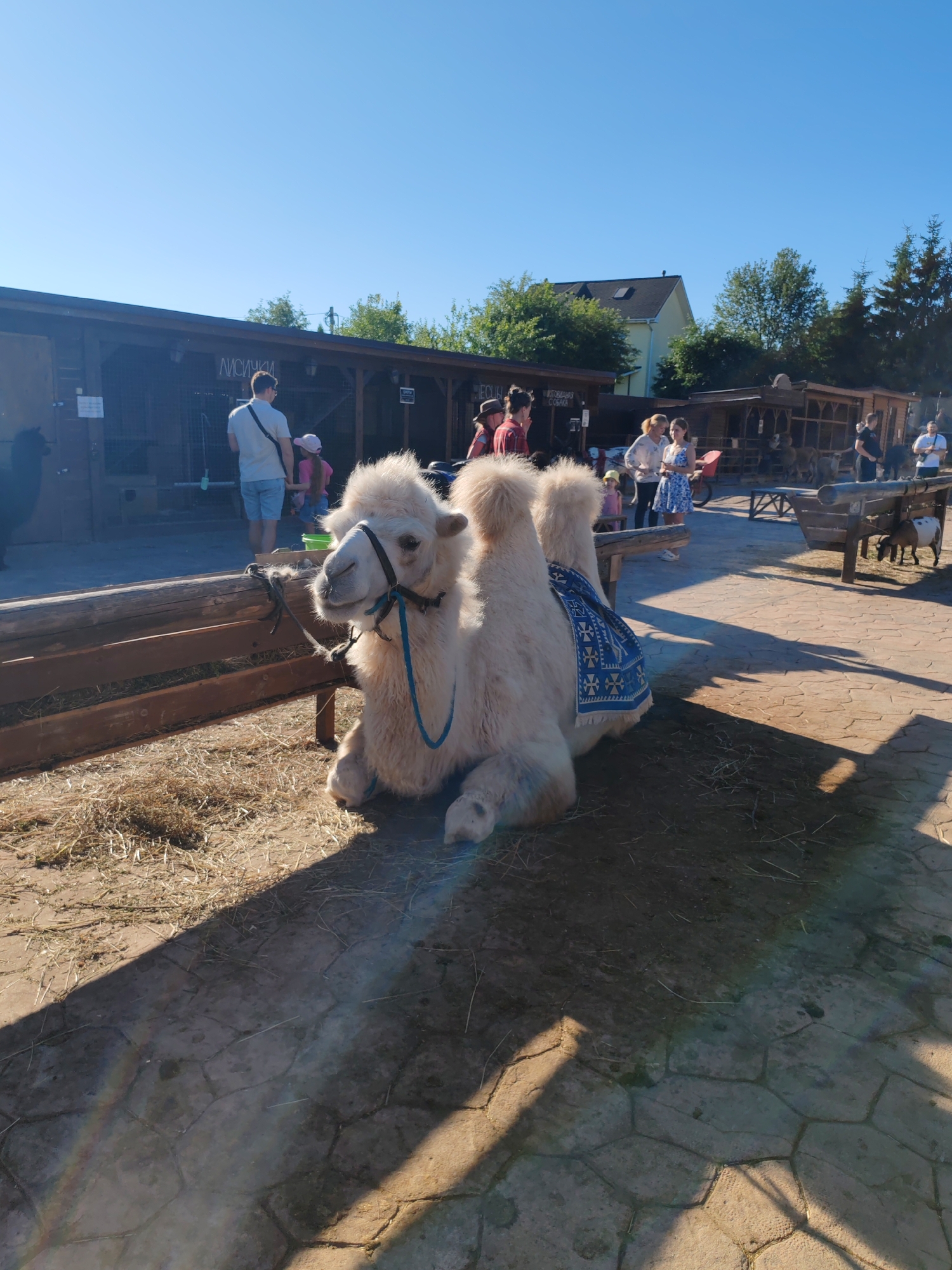 The image depicts a bright, sunny day with a clear blue sky. In the foreground, a light-colored camel with two humps is lying down, facing slightly to the left. The camel is wearing a blue halter and lead rope, and a decorative saddle blanket with a blue and white geometric pattern is draped over its humps. The camel is resting on a patch of dry grass and dirt, with a wooden fence in front of it. Behind the camel, a paved walkway with a hexagonal pattern is visible, casting long shadows from the surrounding structures and a wooden bench.
In the background, there are several wooden structures that appear to be animal enclosures or stalls. People are milling around these structures. To the left, a man in a grey t-shirt and blue shorts is standing with his back to the camera, looking towards one of the buildings. A young girl in a pink t-shirt and a pink cap is standing next to him. Further back, other people are visible, some standing and some walking. One building has Cyrillic lettering above the entrance, which reads "ЛИСИЧКА" (Lisichka, meaning "little fox").
To the right of the camel, a small goat is standing near a wooden trough. The overall scene appears to be an outdoor petting zoo or animal park, possibly located in the village of Lukashi, Russia, given the Cyrillic signage. The environment is rural or semi-rural, with trees visible in the distance.
