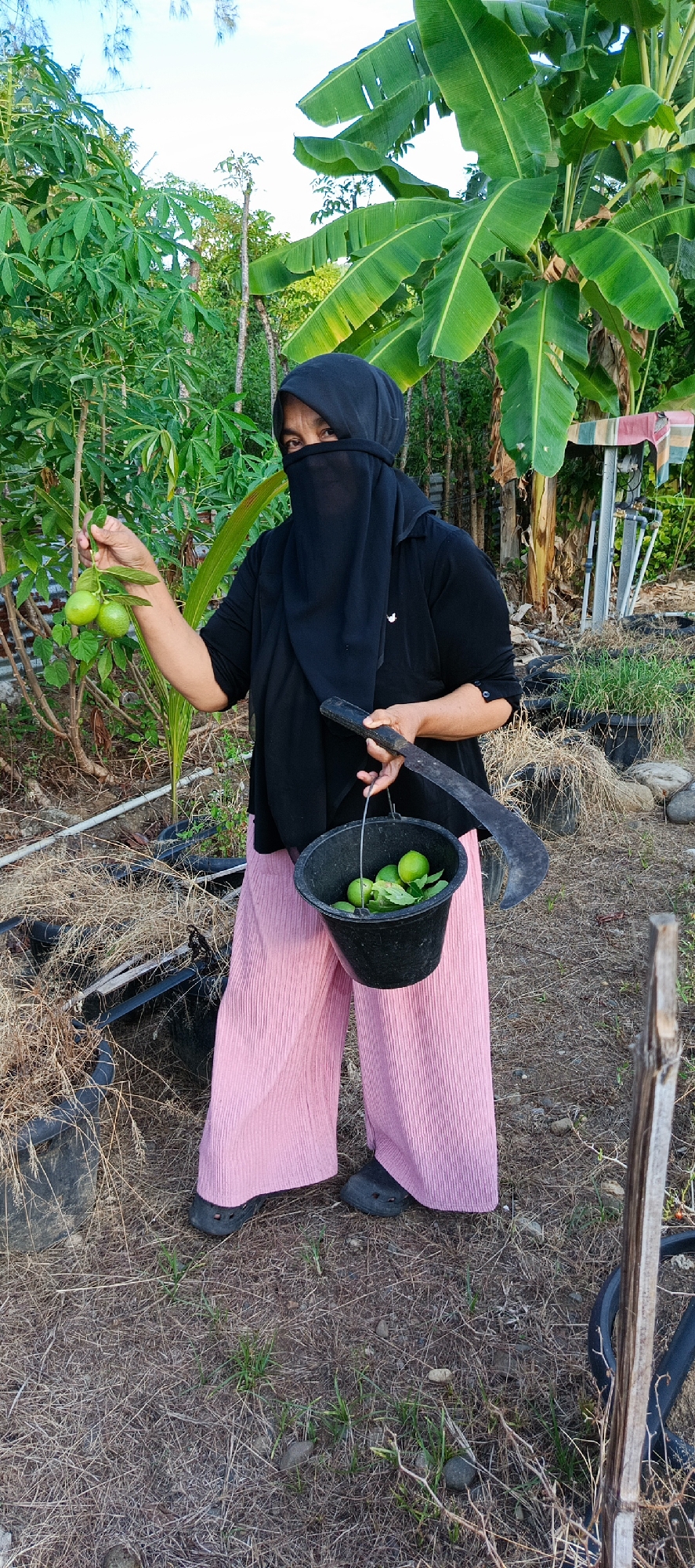 In Meunasah Mesjid, Indonesia, a woman wearing a black niqab and black long-sleeved shirt, and pink wide-leg pants, stands in a garden. She is holding a bunch of green citrus fruits in her left hand and a black bucket filled with green citrus fruits and leaves in her right hand. Beside her right hand, she holds a large, curved knife. The garden is lush with banana trees and other foliage. The ground is covered with dry grass and scattered stones. In the background, there are black pots with dried plants.