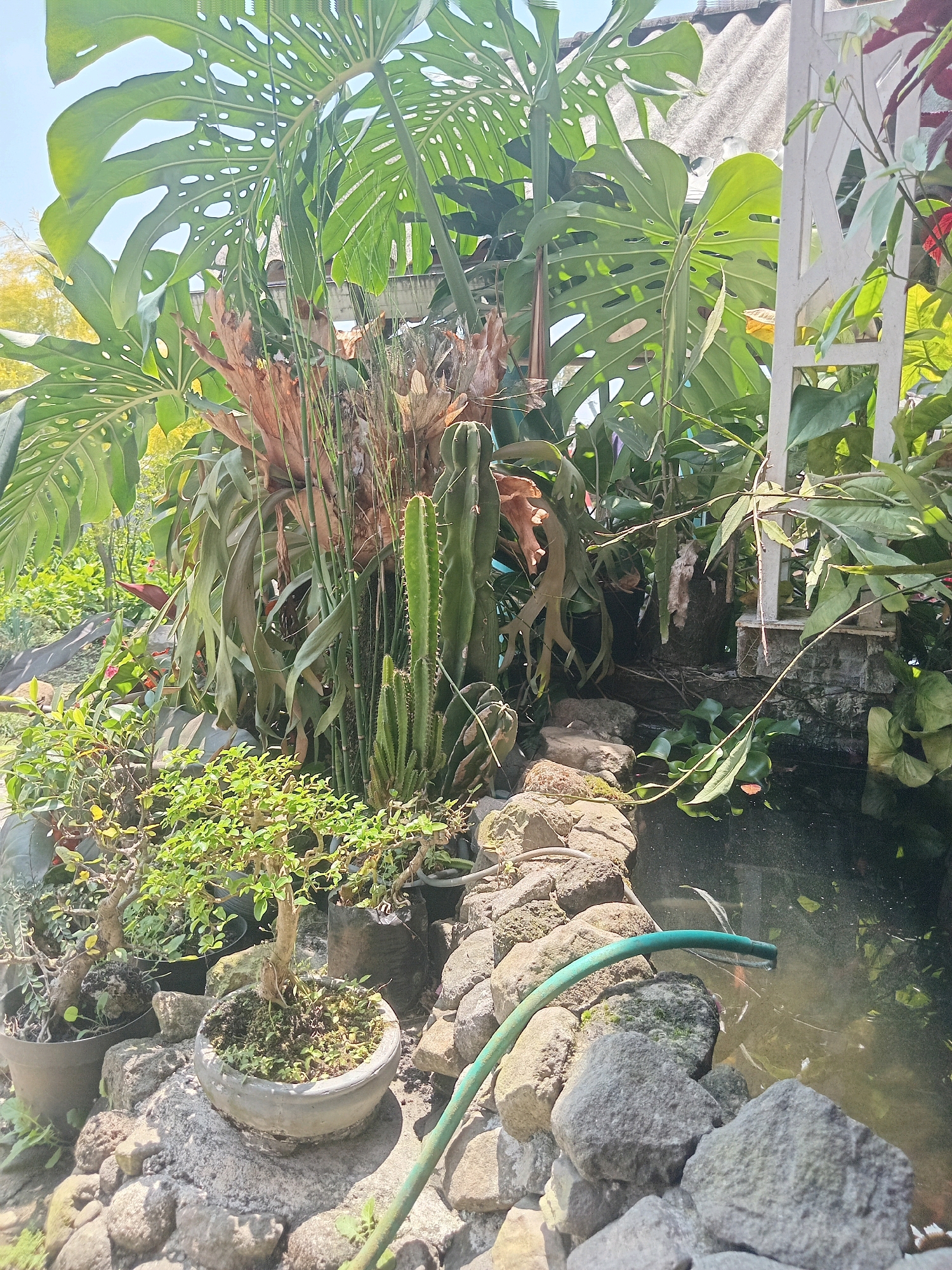 In Claket, Indonesia, a collection of lush plants surrounds a small pond. Dominating the scene are large, tropical leaves with distinctive holes, characteristic of a Monstera deliciosa. Amidst these are spiky green cacti, delicate bamboo-like reeds, and a staghorn fern with its distinctive, antler-shaped fronds. Several small potted plants, including what appears to be a bonsai tree, are placed on large, rough-hewn rocks that form the edge of the pond. The pond itself is partially visible, with dark water reflecting the surrounding greenery and a few water plants floating on the surface. A green garden hose extends into the pond, suggesting active watering or filtration. The background reveals a corrugated roof, typical of a dwelling, and a white decorative trellis. The overall impression is of a vibrant, well-tended garden space.