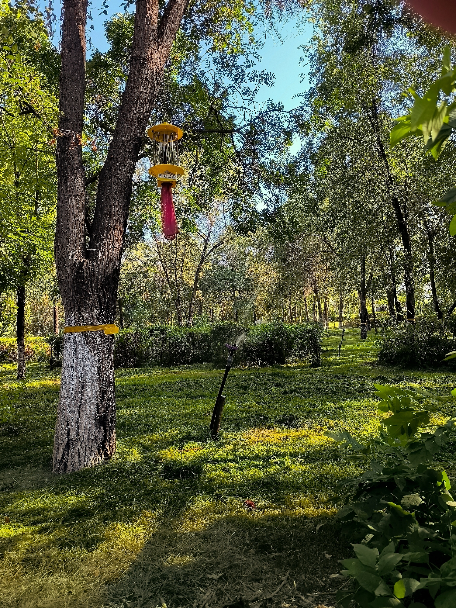 A vertical, eye-level shot captures a park-like environment in Ürümqi, China, bathed in the dappled sunlight of late afternoon. The foreground is dominated by a large tree trunk on the left, its bark rough and textured, with a white wash applied to its lower section and a yellow band wrapped around it. Hanging from a branch of this tree is a yellow, dome-shaped insect trap with vertical strips. A bright pink, cone-shaped object hangs from the bottom of the trap.
To the right of the tree, a sprinkler head, partially obscured by grass, is spraying water onto the meticulously mown lawn. The grass itself is a vibrant green, with patches of lighter green and yellow where the sun hits it directly, casting long shadows. In the mid-ground, a line of dense, dark green bushes forms a natural barrier, behind which more trees with lighter green foliage are visible. The background recedes into a dense forest of trees, their leaves a mix of green and autumnal yellows, suggesting a temperate season. The sky above is a clear, bright blue, with the sun casting a warm, golden light that illuminates the scene. A few scattered red objects, possibly discarded litter, are visible on the grass. The overall impression is one of a well-maintained urban green space.