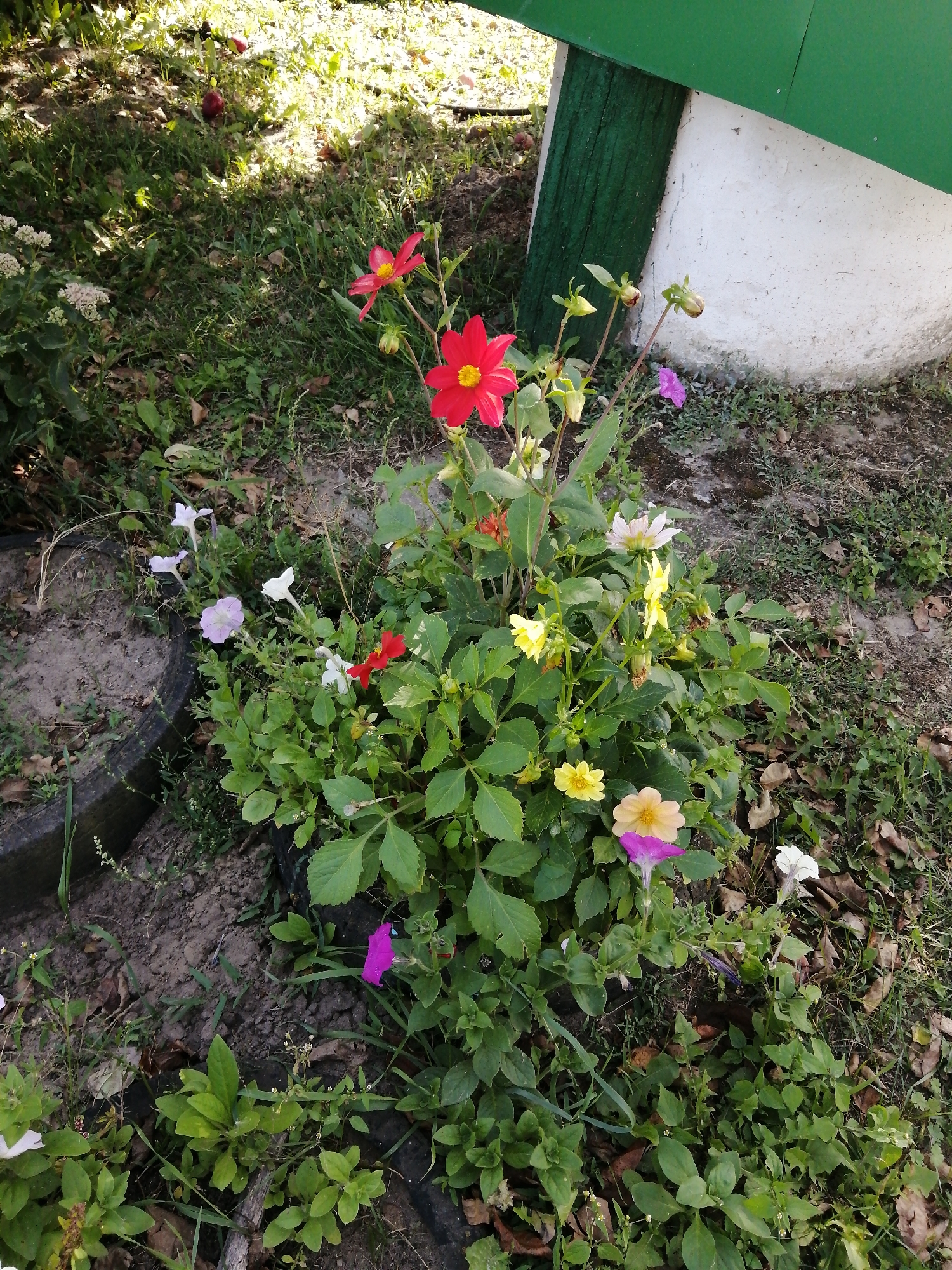 A high-angle, full shot captures a cluster of flowering plants in a garden setting, possibly in the Доўгаўскі сельскі Савет region of Belarus. The plants are a mix of vibrant red, yellow, pink, and purple flowers, with green foliage. In the background, a white cylindrical structure with a green top is visible, suggesting it might be part of a well or a similar outdoor feature. The ground is covered with grass, fallen leaves, and soil, indicating an outdoor, natural environment. There are no people or animals in the frame. The lighting suggests it is daytime, with some shadows indicating sunlight filtering through. The overall scene is one of a cultivated garden area.