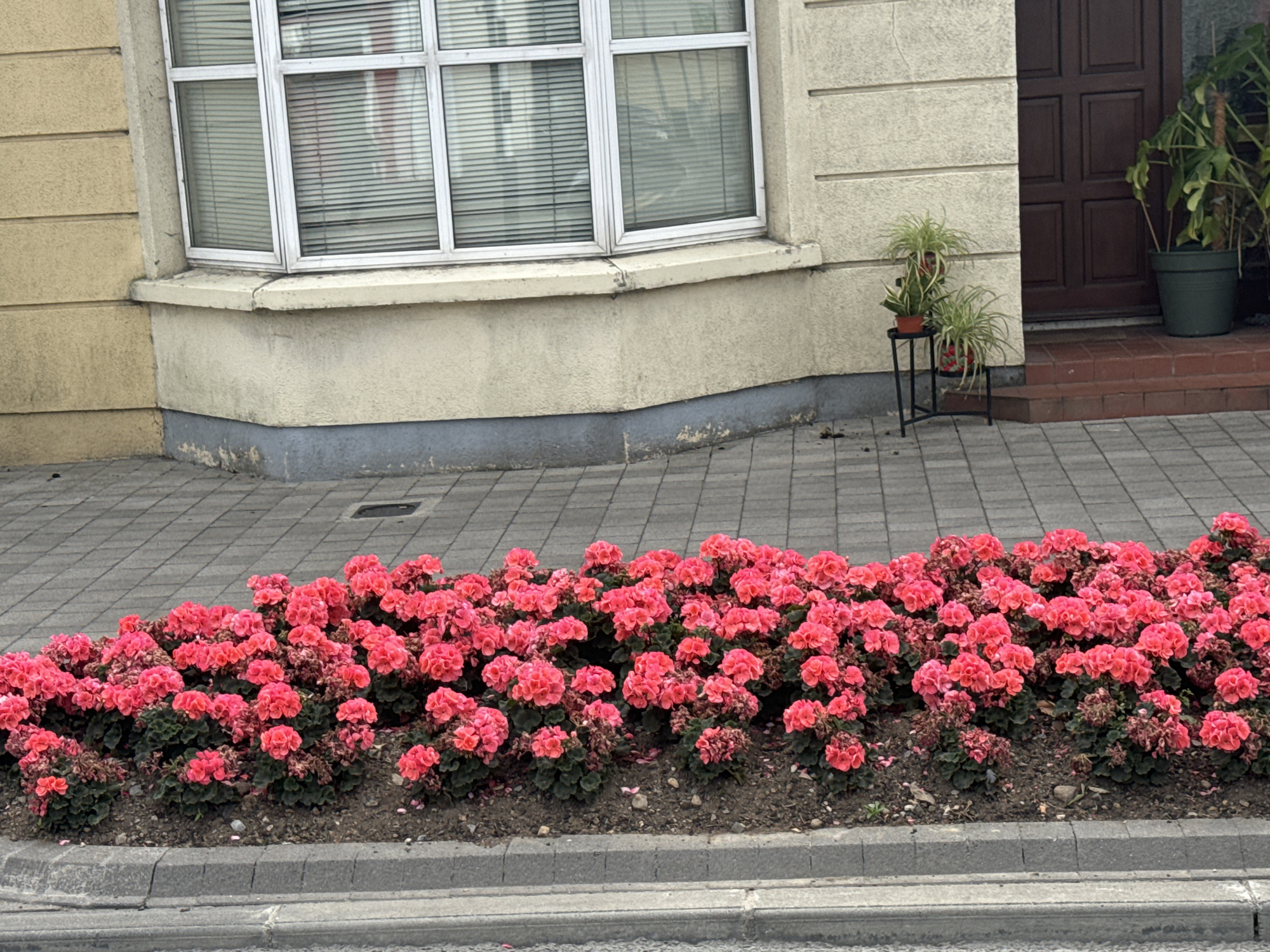 The image shows a row of bright pink flowers bordering a paved walkway in front of a building. The building has a textured, beige facade with a large bay window featuring white framing and horizontal blinds. To the right of the window, there is a dark brown wooden door and a potted green plant. The walkway is made of grey interlocking pavers. The overall scene appears to be a street or sidewalk in a public area. The building's architecture suggests it could be a commercial establishment or a residential building in Kilkenny, Ireland.