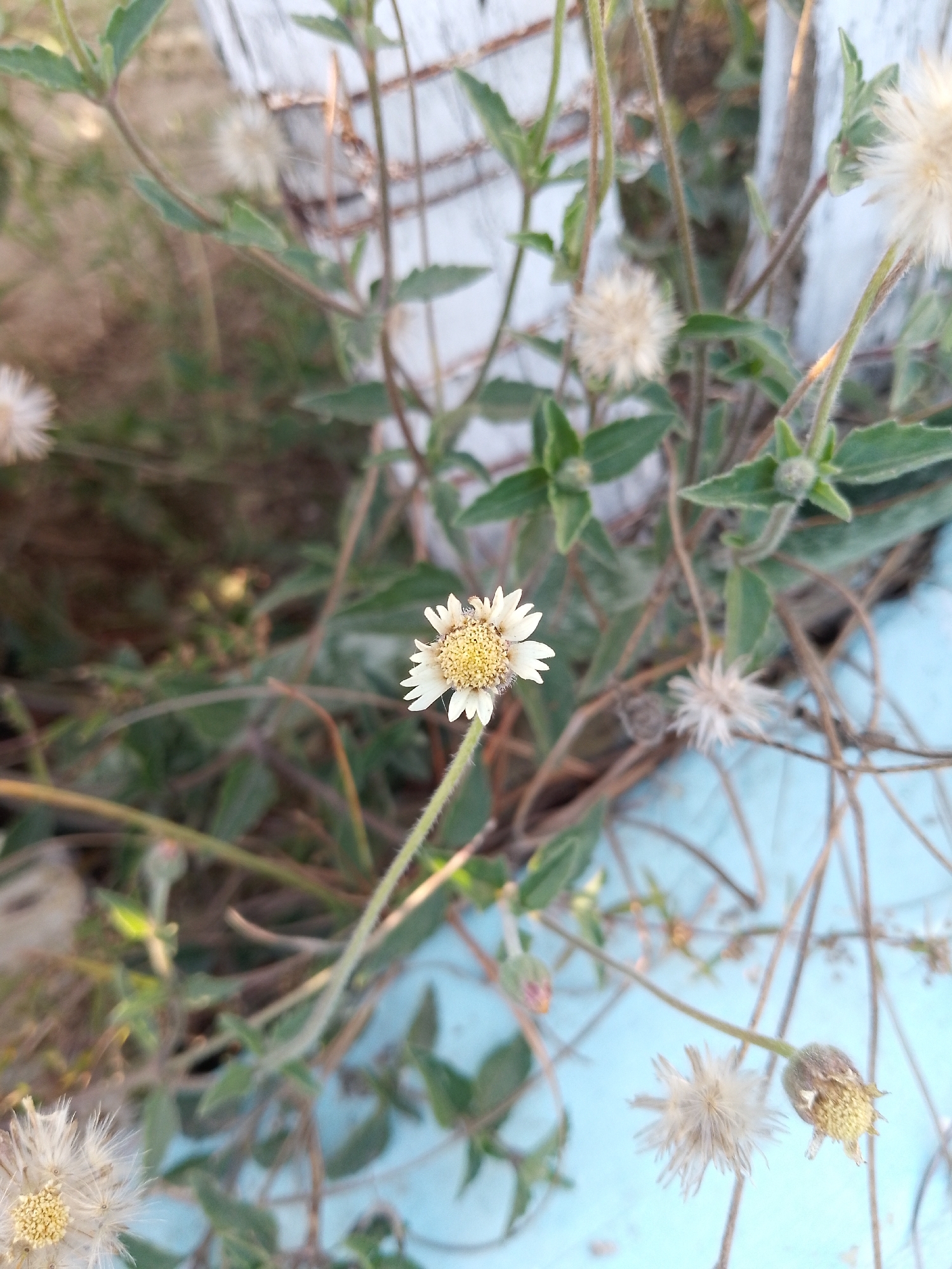 A close-up shot shows a patch of ground cover with several small, daisy-like flowers. The flowers have white petals and yellow centers. Some of the flowers have already gone to seed, forming fluffy white seed heads. The plants have small, green leaves. The background is blurred. A white fence and a light blue surface are partially visible.