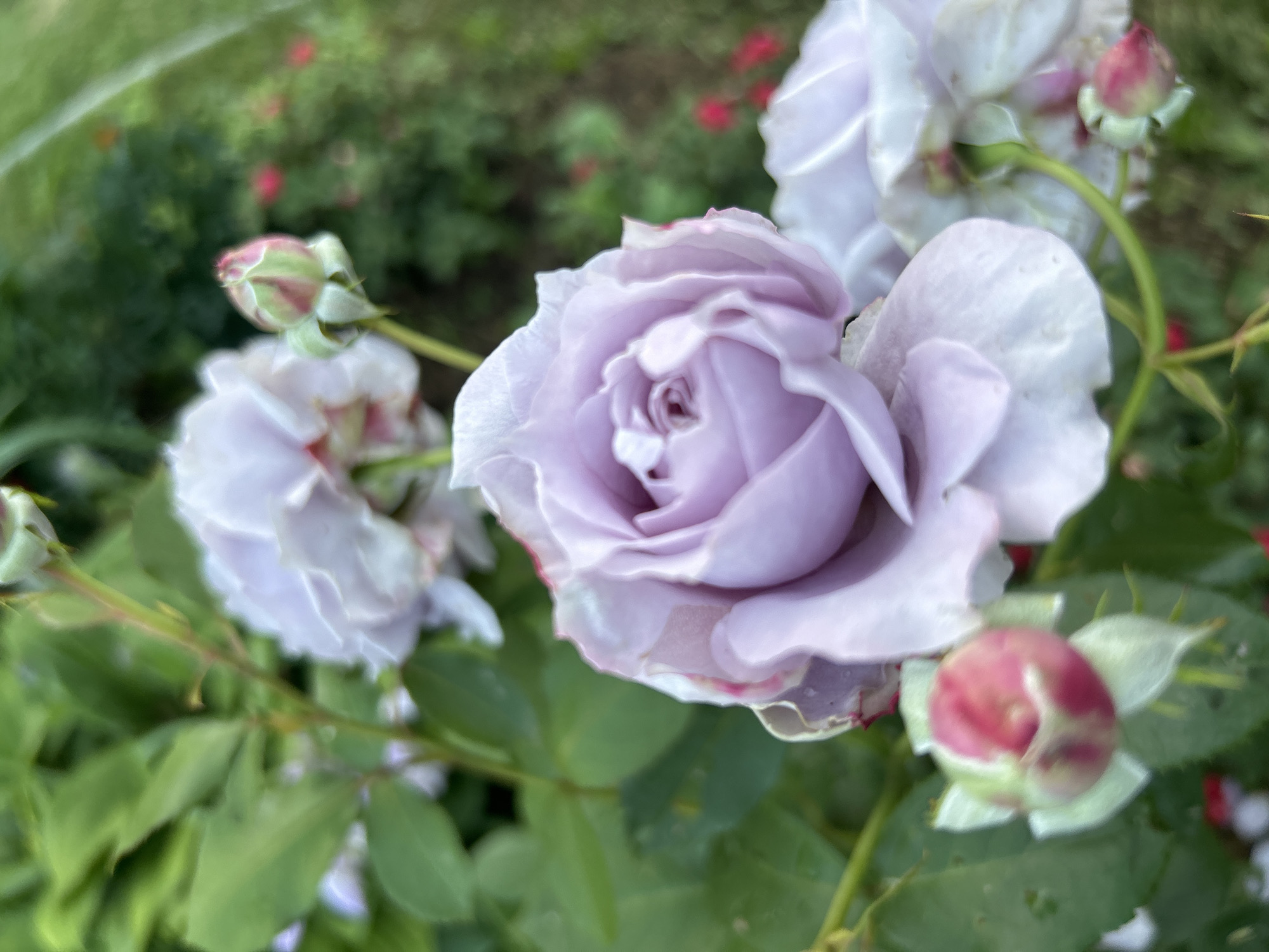 This image shows a close-up of a light purple rose in bloom, with several rosebuds and other roses out of focus in the background. The rose in the foreground has delicate, ruffled petals, with hints of pink along the edges. The rosebuds are a deep pinkish-red, tightly furled. Green leaves and stems are visible throughout the frame. The background is a blur of green foliage and some out-of-focus red accents, suggesting a garden setting. The scene is an outdoor natural environment, likely a garden in the village of Kadryakovo, Russia. There are no people or animals present in the image.