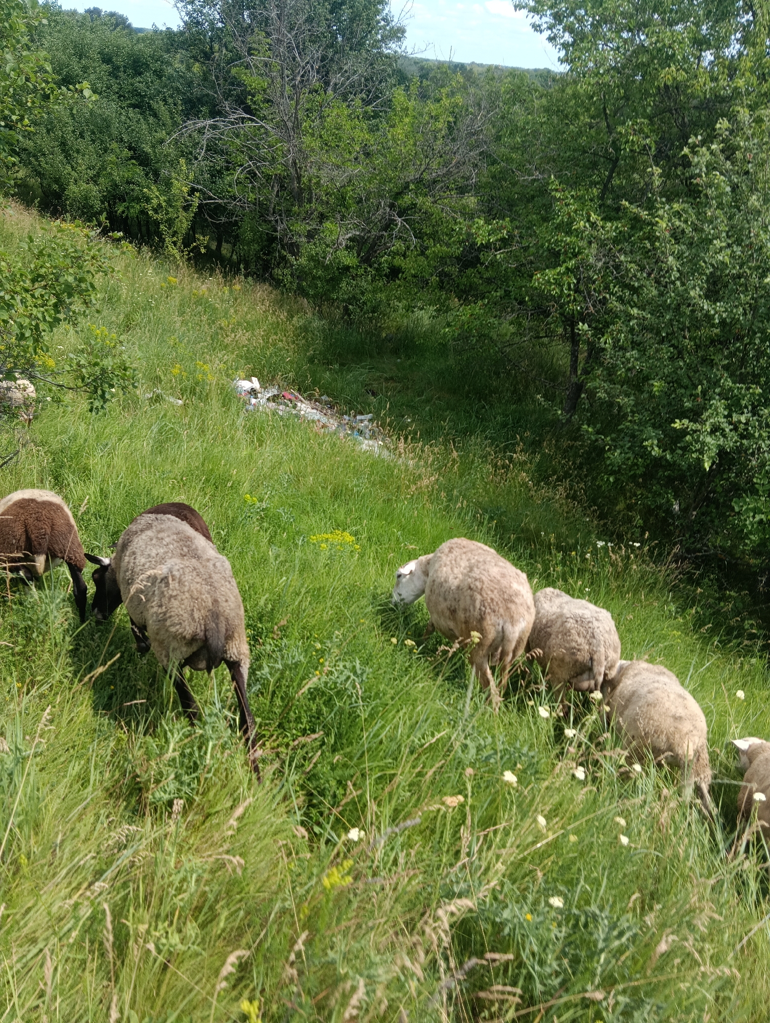 A herd of sheep grazes on a grassy hillside dotted with trees. In the background, a collection of discarded waste is visible. The sky is partly cloudy and a light blue.