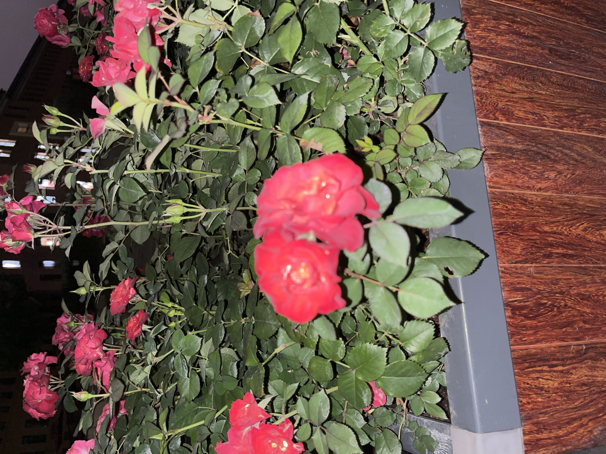 A close-up, eye-level, outdoor shot captures a dense cluster of vibrant red roses at night, likely in a planter box on a street in Yuzhong District, China. The roses, some fully bloomed and others in bud, are the primary focus, their petals illuminated by artificial light, creating a slight sheen. Lush green leaves and thorny stems fill the frame, with a dark, out-of-focus background suggesting a dimly lit urban environment with distant building lights visible. The planter box itself is visible at the bottom, featuring a dark gray upper edge and a lower section with a wood-grain pattern. The lighting suggests the image was taken after dusk or in a shaded area. No people are present in the scene.