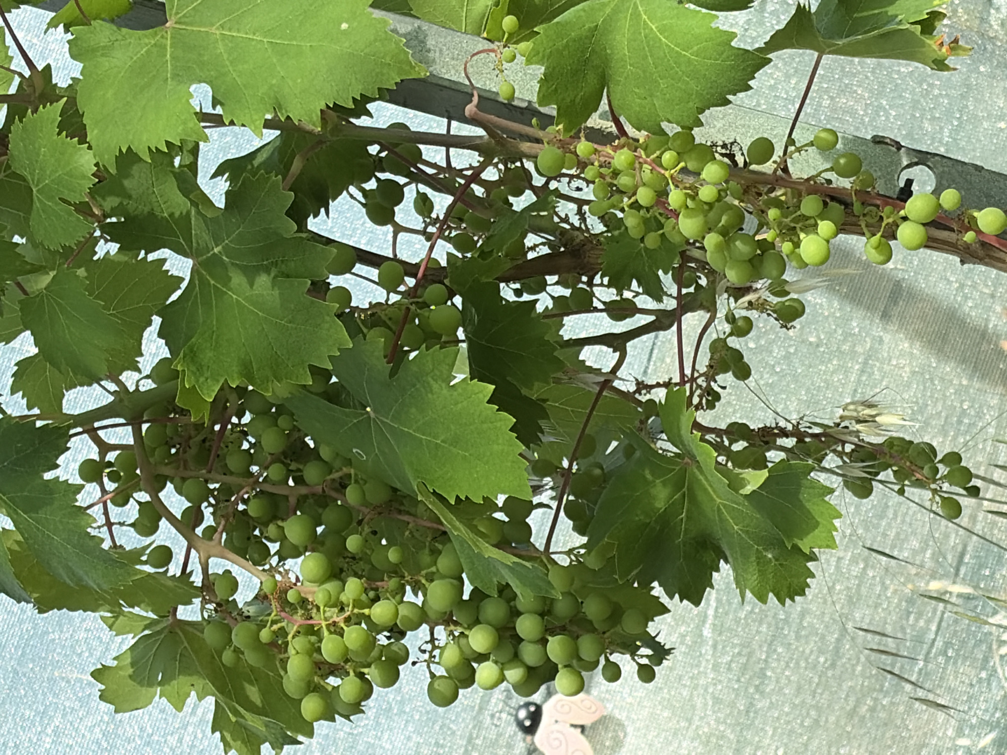 This media file captures a close-up view of unripe green grapes on a vine, interspersed with large green grape leaves. The grapes are clustered together on thin branches, appearing small and round. The leaves are broad with serrated edges, some showing small holes or imperfections. The background is a textured, light blue surface that appears to be a fabric or tarp, possibly stretched taut.
There are no people visible in the image. The scene is outdoors, with the lighting suggesting daytime, perhaps under a bright sun given the highlights on the leaves and grapes. The overall impression is of a natural setting, likely a vineyard or a garden with grapevines. The lack of ripe fruit indicates it is likely early summer or late spring.
A small, light-colored object with a curved, decorative element is partially visible in the lower right quadrant of the image, but its nature is unclear. There is no visible text in the media file. The setting of Montalba, Spain, suggests a warm climate suitable for grape cultivation.