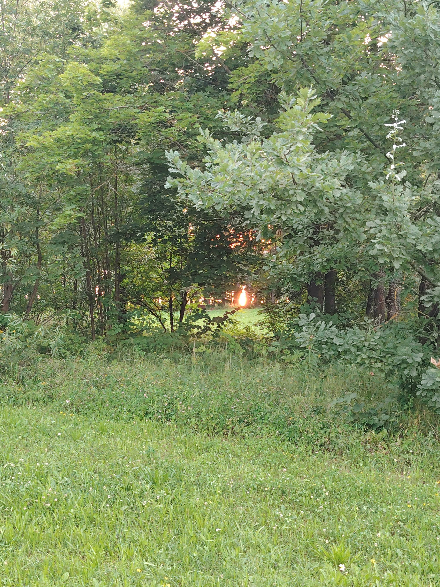 The image depicts a natural scene with lush green foliage and a glimpse of the sun setting through the trees. The foreground is dominated by a field of grass dotted with small white and yellow wildflowers. Behind the grassy area, a dense collection of trees forms a natural wall, with various shades of green leaves and visible branches. In the center of the image, a gap in the trees reveals the sun's rays breaking through, casting a warm, golden light on the scene. The overall impression is one of a tranquil, outdoor environment, possibly a park or a wooded area on the outskirts of a city.