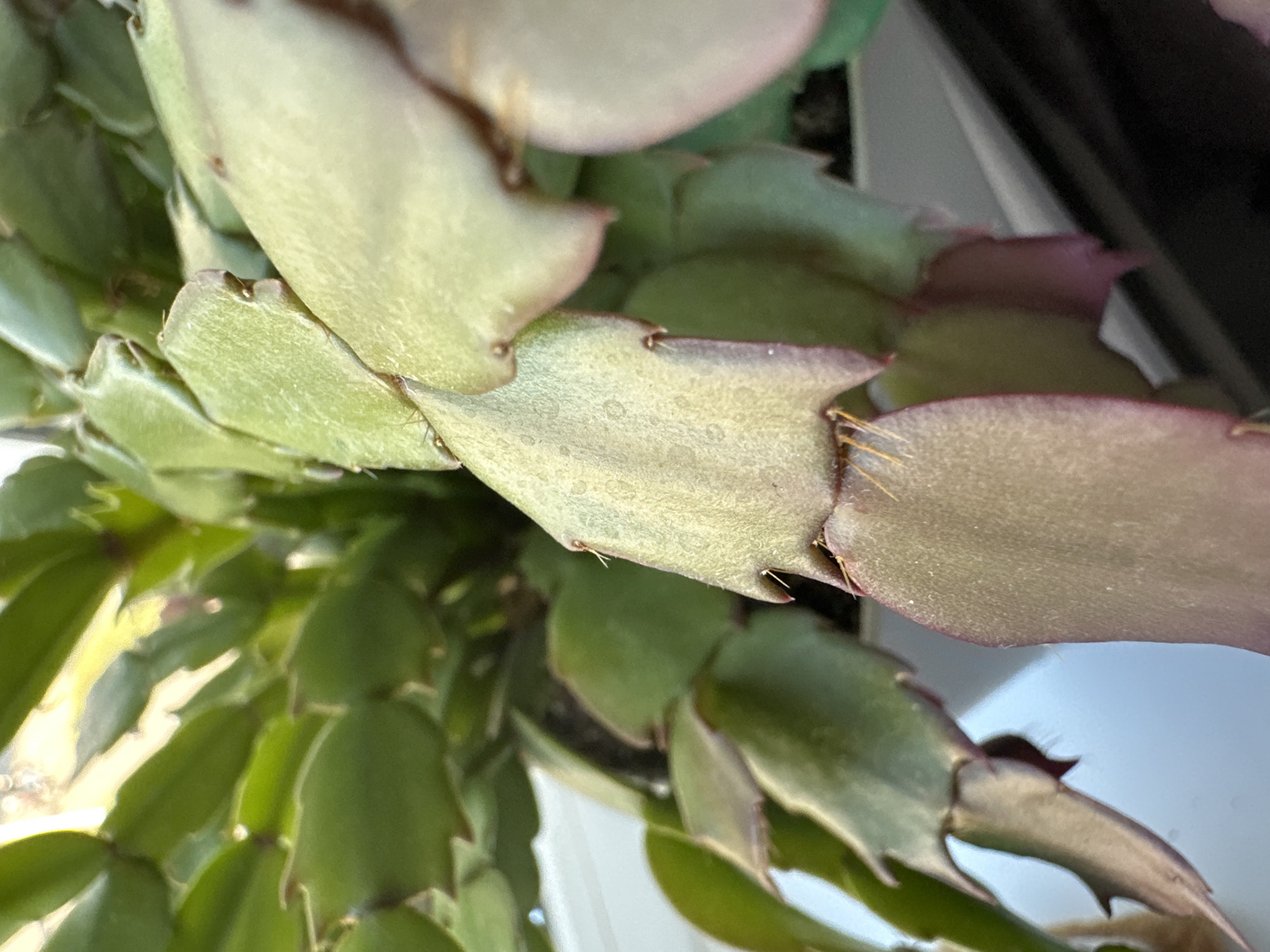The image shows a close-up view of a Christmas cactus plant. The plant has flattened, segmented stems with serrated edges, and some segments are tinged with pink. Tiny, spiky structures are visible along the edges of the segments. The lighting suggests the plant is near a window, with sunlight illuminating some of the leaves. The background is blurred, showing hints of greenery, a white surface, and a darker area. There is no discernible location in Podolsk, Russia, or any people or actions depicted in the image.