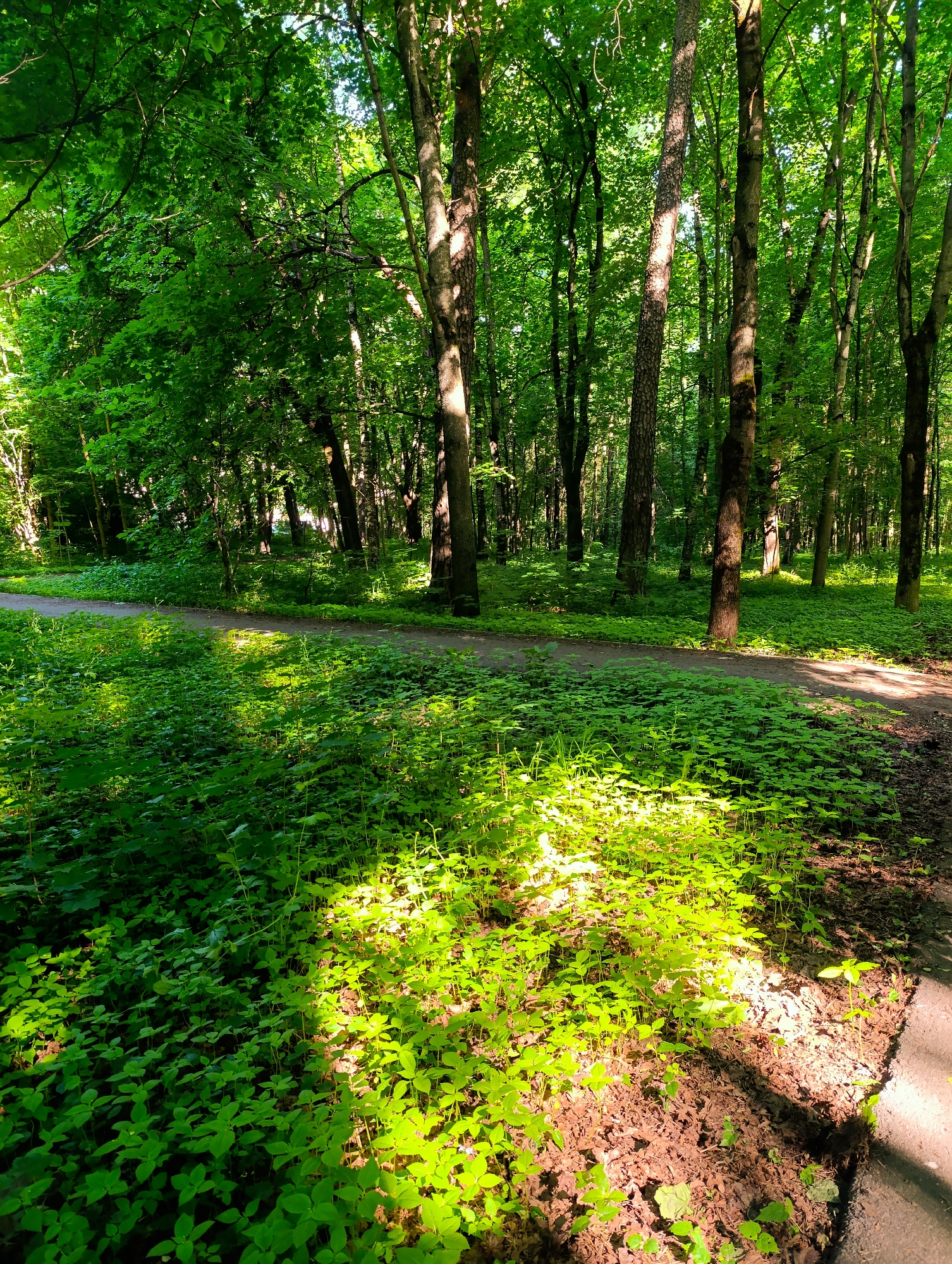 A sun-dappled path cuts through a dense forest, with lush green foliage covering the ground. Tall trees with vibrant green leaves form a canopy overhead, allowing shafts of sunlight to penetrate and illuminate the undergrowth. The path is made of dirt and gravel, and appears well-maintained. There are no people or animals visible in the image. The scene evokes a sense of peace and natural beauty.