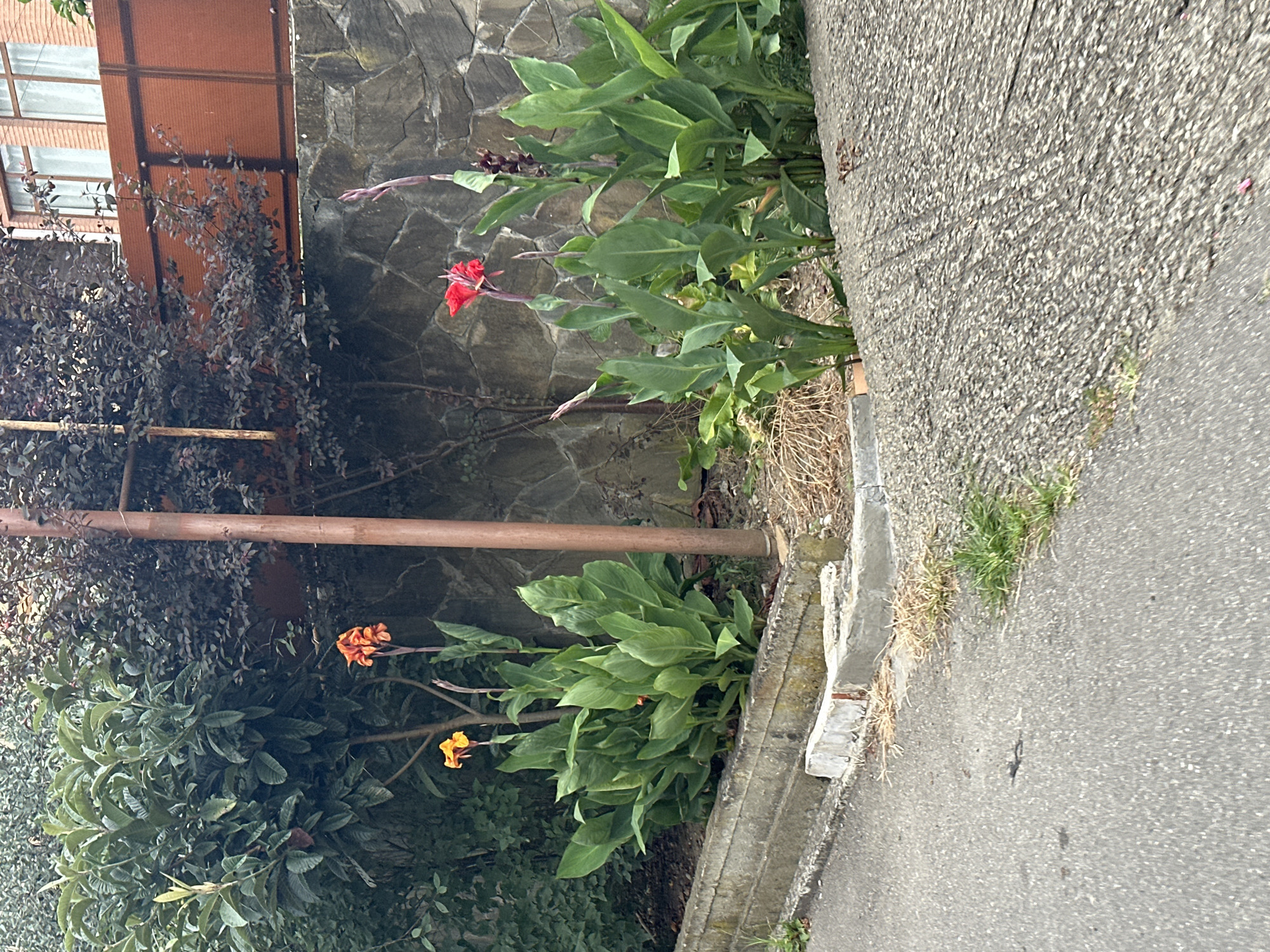 In Sochi, Russia, a street corner is depicted with a planter bed containing Canna lilies. The Canna lilies in the planter bed are vibrant, with some blooming in shades of orange and red, while others are in bud or leaf stage. The planter bed itself is constructed of concrete, with a rough, textured surface. Behind the planter bed, a stone wall forms the backdrop, with a building visible in the upper right corner, featuring brickwork and windows. A metal pole stands near the planter bed, and the surrounding area is covered in a mix of asphalt and gravel. Lush green foliage, including trees and shrubs, frames the scene, contributing to the natural beauty of the urban environment. The lighting suggests it is daytime.