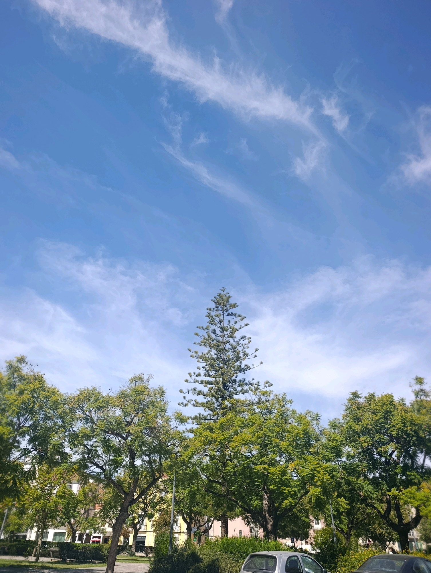 This is a medium-angle, eye-level shot of a clear, bright day in Setúbal, Portugal, featuring a park or public garden with lush green trees and a tall, coniferous tree dominating the center. The sky is a vibrant blue, streaked with wispy white cirrus clouds. In the background, residential buildings with light-colored facades are visible behind the trees. The foreground shows more dense foliage and a portion of a silver car. There are no people visible in the frame. The scene suggests a tranquil urban outdoor space.