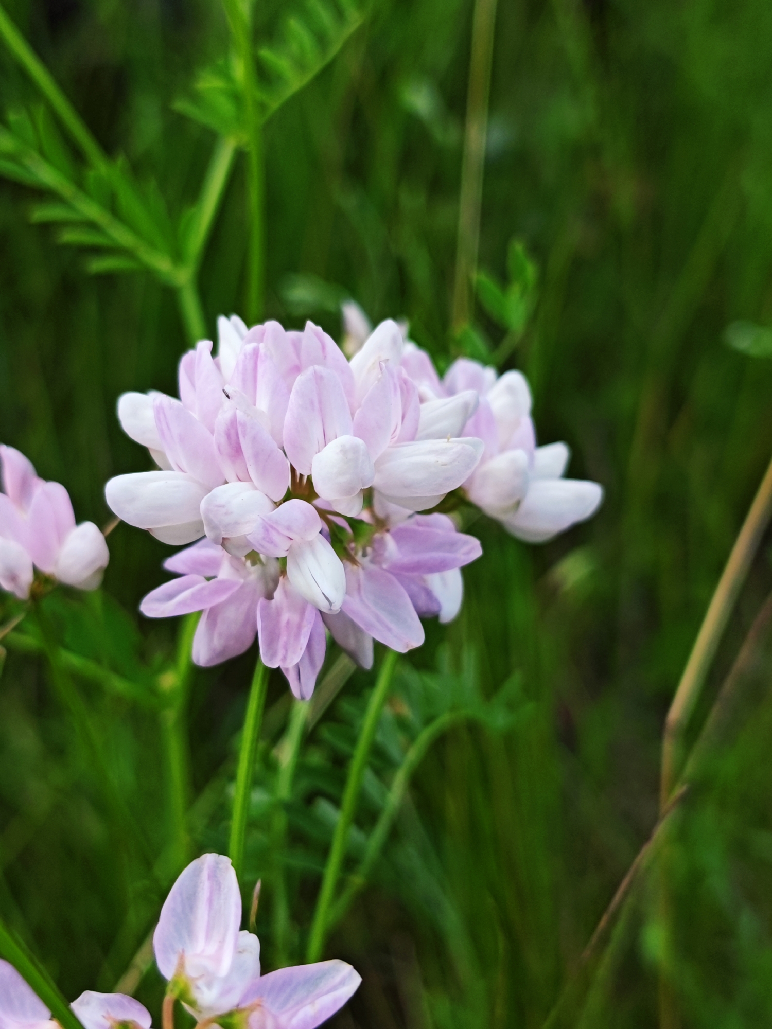 This is a close-up, vertical, eye-level photograph of a cluster of light pink and white flowers. The flowers are in focus and are the primary subject of the image. They have a rounded, dense shape, with individual petals appearing delicate and slightly translucent. The background is a soft blur of green foliage, suggesting a natural outdoor setting, likely a field or garden. The lighting is gentle, highlighting the soft textures and colors of the petals. There is no indication of human presence or any specific landmarks that would pinpoint a location within Andriivka, Ukraine. The scene is purely botanical, focusing on the beauty of the flowers.