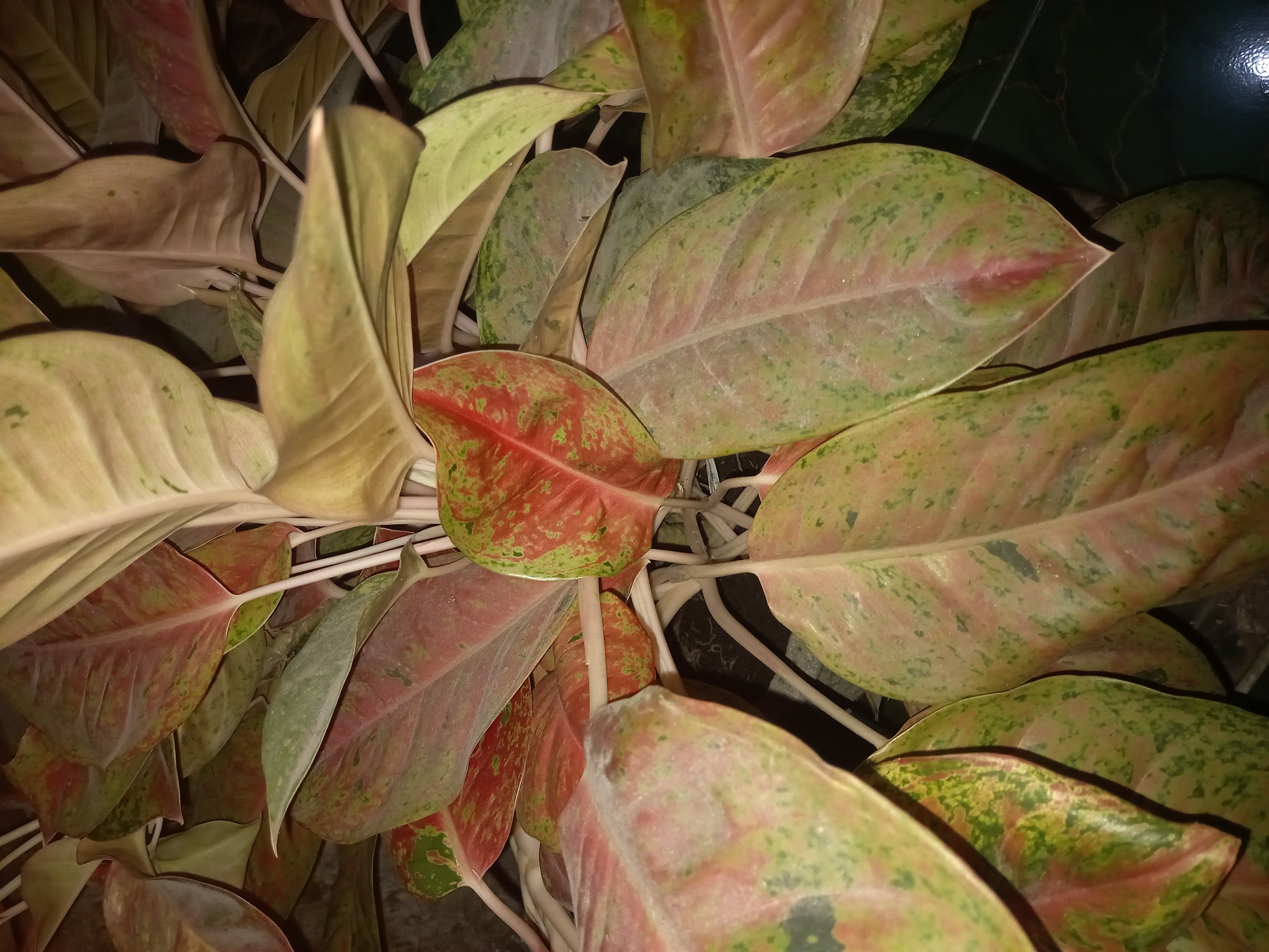 A close-up, overhead shot captures a dense cluster of Aglaonema, or Chinese evergreen, plants. The leaves exhibit a vibrant mosaic of colors, ranging from deep greens and rosy reds to pale yellows and creams, with mottled patterns across their surfaces. The stems of the plants are a striking white, contrasting with the variegated foliage. The lighting suggests an indoor environment, possibly in a home or office located in Kebon Agung, Indonesia. The background is dark and indistinct, with a hint of a dark, possibly tiled floor. The focus is entirely on the lush, ornamental leaves and stems of the plant, highlighting their intricate textures and coloration.
