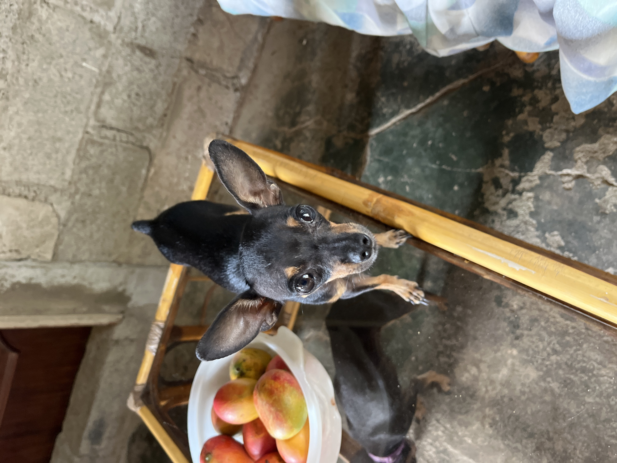 In Juan Griego, Venezuela, a miniature pinscher dog is the subject of this image, captured from a high angle. The dog, with black and tan fur and large erect ears, is standing on a glass-topped coffee table with a bamboo frame. In the background, a white bowl filled with red and yellow mangoes is visible. The surface of the table reflects the dog and the surrounding environment, which includes a stone wall and a wooden cabinet. The overall scene suggests an indoor domestic setting.