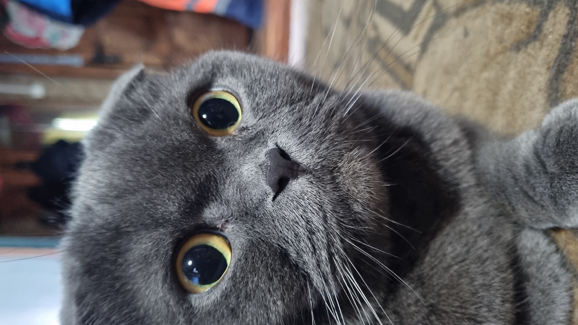 A close-up, head-on shot captures a fluffy, grey Scottish Fold cat with striking yellow-green eyes. Its ears are folded inwards, a distinctive trait of the breed. The cat's dark nose is visible, and long white whiskers fan out from its face. The background is blurred, showing indistinct shapes and colors, suggesting an indoor setting. There is no information available about the location in the city of Vysokoe, Russia.
