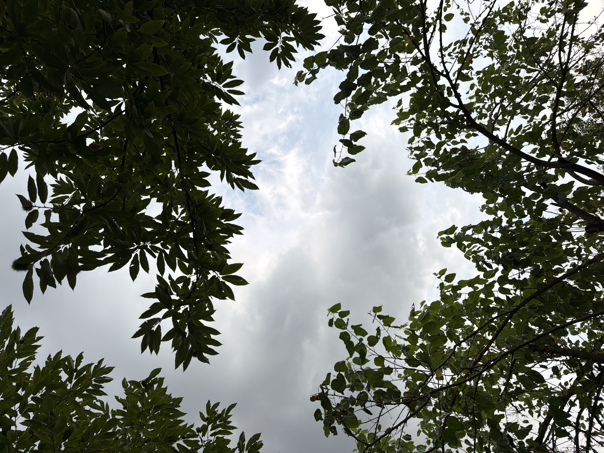 The image is a low-angle shot looking up at a cloudy sky through the branches and leaves of trees. The foliage is dense in some areas, creating silhouettes against the sky, while in others, the leaves are more defined and show shades of green. The sky itself is a mix of light gray clouds with patches of brighter sky, suggesting it might be overcast or a partly cloudy day. The trees appear to be deciduous, with numerous leaves. There are no people or animals visible in the image. The overall scene evokes a natural environment, possibly a park or a wooded area. There is no specific identifiable information within the image to indicate it is located in Vəndam, Azerbaijan.
