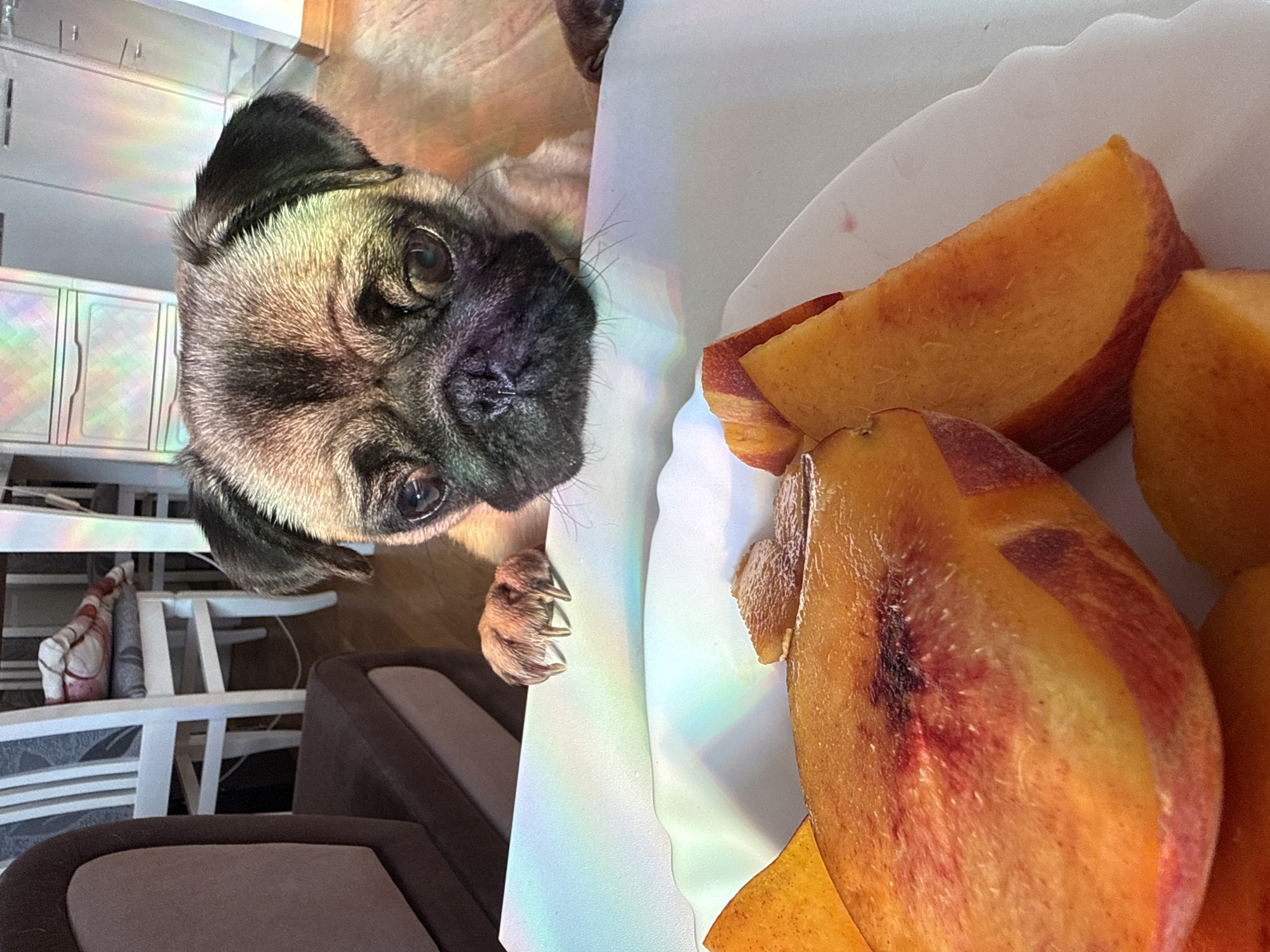 A pug dog with its front paws resting on the edge of a white plate filled with sliced peaches looks down at the fruit. The pug's head is in the upper right portion of the frame, its eyes are dark and round, and its ears are perked up. The peaches are various shades of orange and red, with visible pits and some juice. The background shows a room with wooden flooring, white cabinets, and chairs. Rainbow-like light refractions are visible on the dog's head and the plate. The scene appears to be indoors, likely in a domestic setting.
