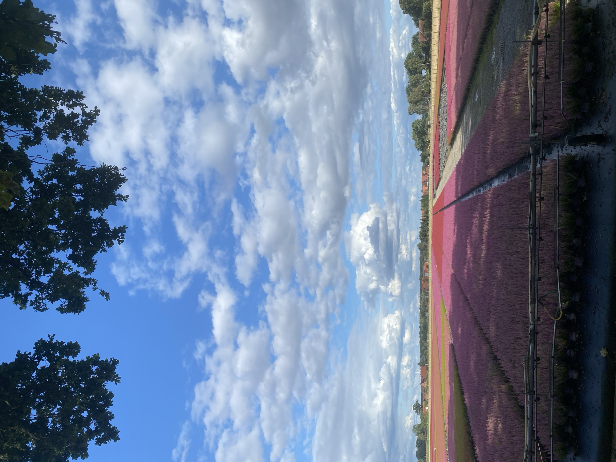The image shows a vast field of purple heather in Schwarme, Germany, under a partly cloudy blue sky. The heather is planted in long, orderly rows, with some areas appearing more pink than purple. In the distance, there are buildings with red roofs, trees, and wind turbines. The foreground features a black tarp laid out on the ground, with more heather plants in pots. A metal irrigation system is visible running across the field. The overall scene suggests a commercial heather farm.