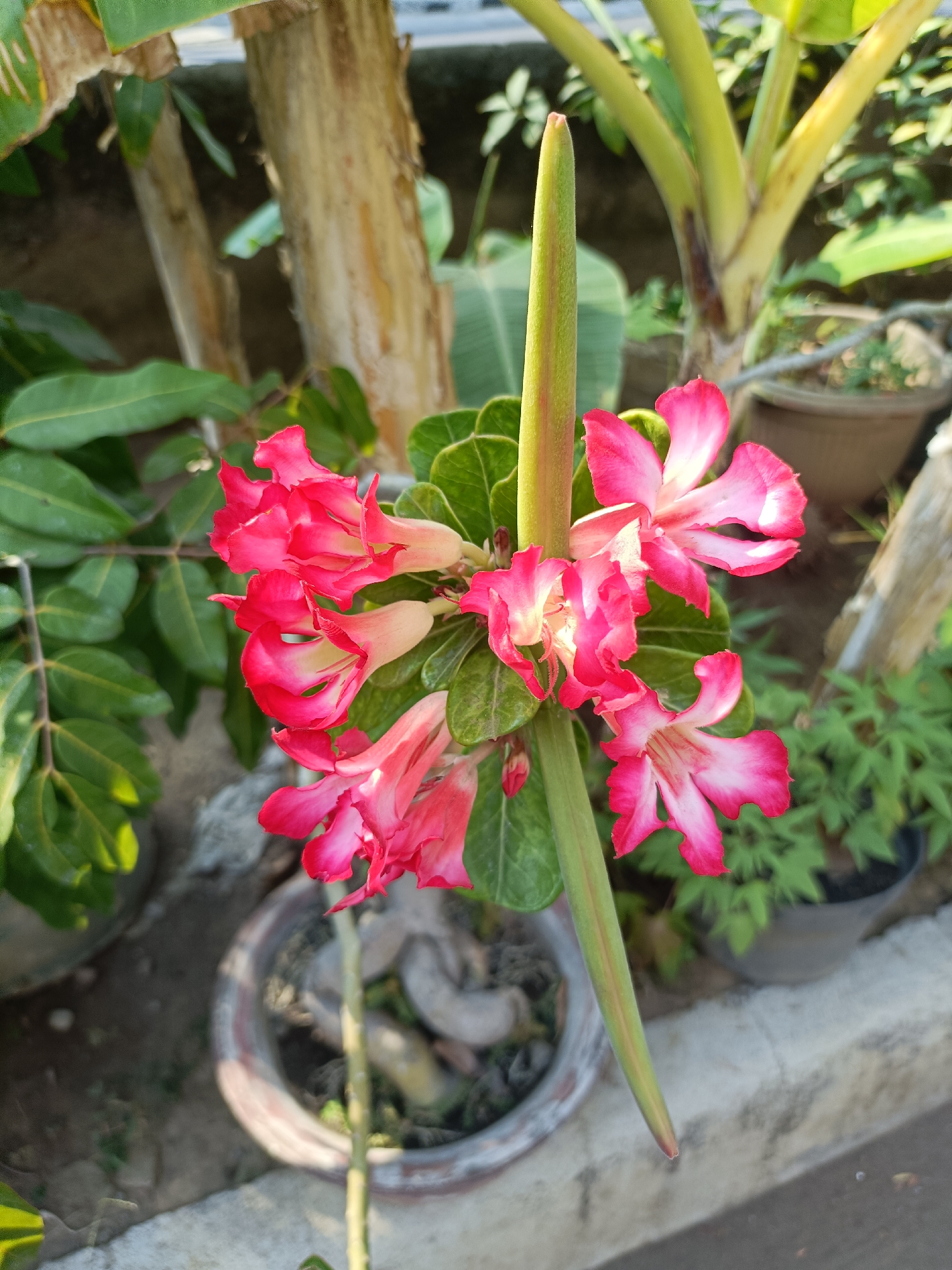 This is a close-up, eye-level, outdoor photograph taken in Kediri City, Indonesia, featuring a cluster of vibrant pink desert rose (Adenium obesum) flowers in full bloom. The flowers exhibit a gradient of color, with deep pink edges fading to a creamy white towards the center. A prominent, elongated green bud or developing seed pod extends vertically from the cluster of flowers.
The background is softly blurred, indicating a shallow depth of field, but reveals elements of a garden setting. To the left, lush green leaves of other plants are visible. In the mid-ground, a thick, light brown trunk of a plant, possibly a banana tree, is present, along with more green foliage. Behind that, a brown ceramic pot is visible. To the right, there are more green plants in dark pots, and a rough, weathered wooden post. The ground appears to be a concrete surface or pathway. The lighting suggests it is daytime, with sunlight casting some shadows and highlighting the colors of the flowers. There are no people or animals in the frame. The overall impression is one of natural beauty and growth in an urban garden environment.
