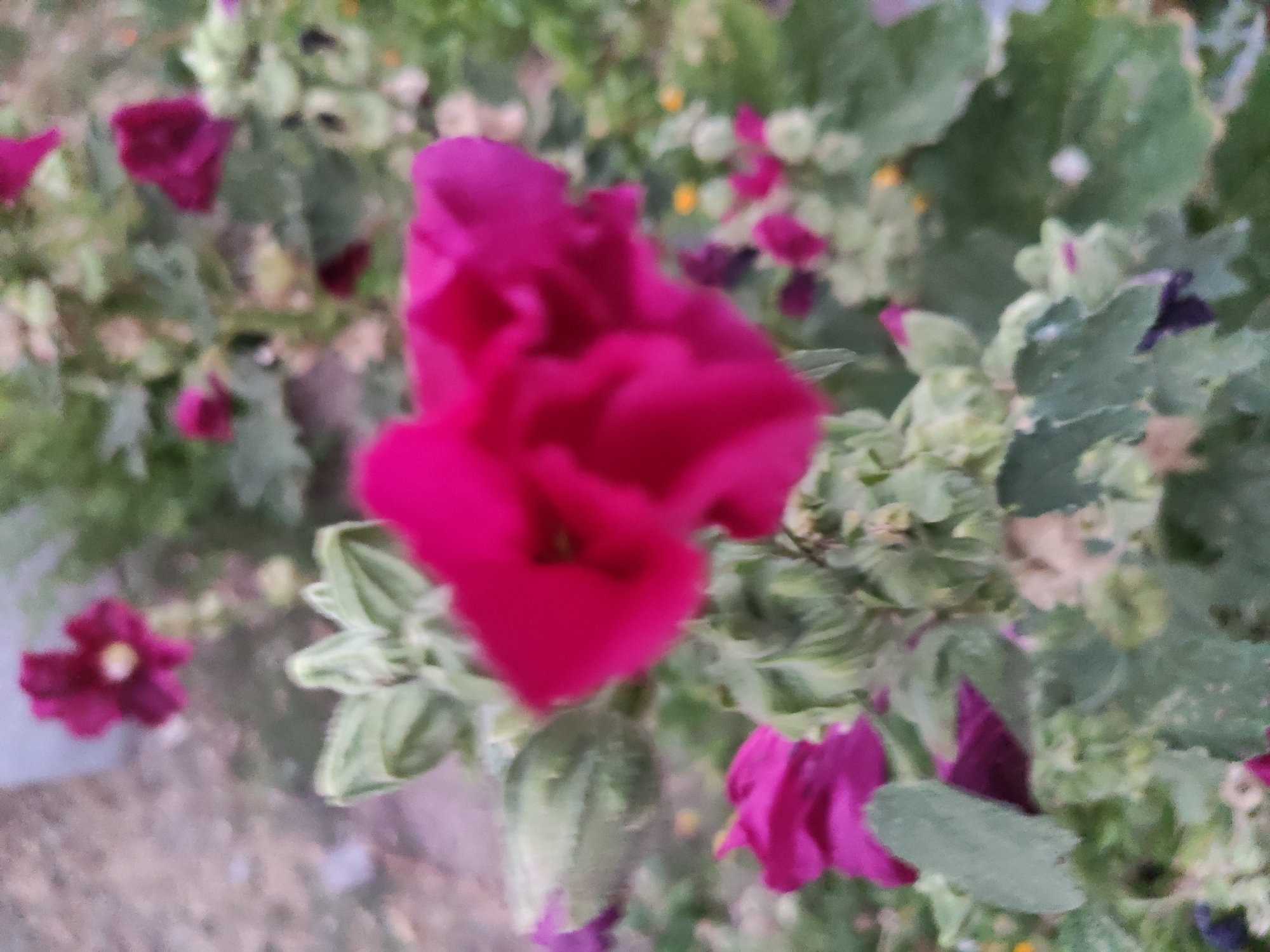 The image shows a close-up of pink hollyhock flowers and buds. The flowers are in bloom, with delicate petals in various shades of pink. Some buds are visible, tightly closed or partially open, showing their green sepals. The leaves of the hollyhock plant are a muted green and appear slightly textured. In the background, other hollyhock plants and a blurry, textured surface that could be gravel or a dirt path are visible. The scene appears to be outdoors, in a garden or natural setting. The lighting is soft, suggesting it might be overcast or late in the day.