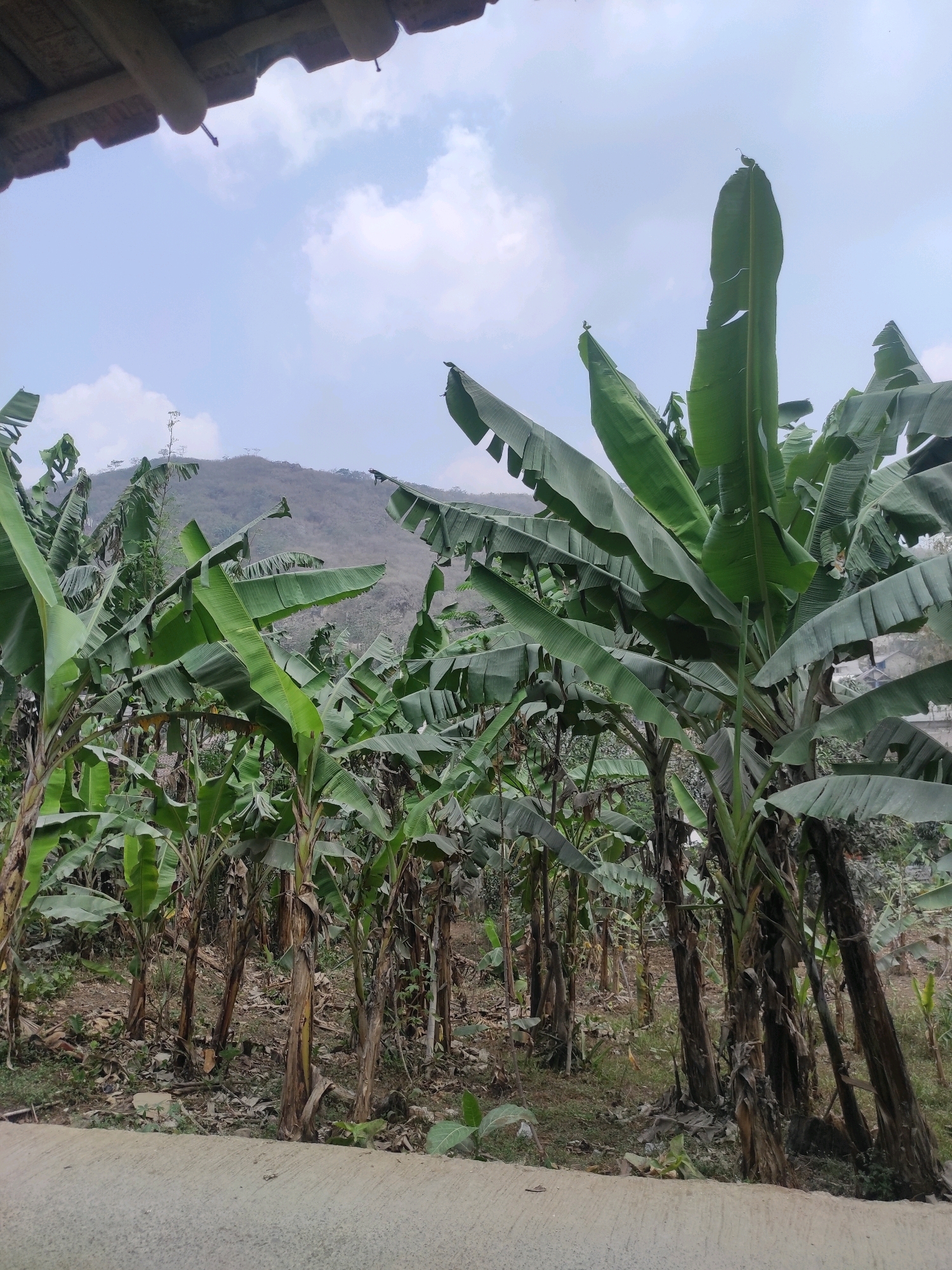 A medium-shot, eye-level, outdoor, daylight, vertical photograph shows a plantation of banana trees on a slightly sloped hill, under a bright, cloudy sky. The banana trees are dense, with large green leaves and brown, fibrous trunks. The ground is covered with dry leaves and debris. In the background, a distant, barren, brown hill rises under the pale blue sky, dotted with sparse trees. The foreground features a light gray, textured concrete surface, suggesting a pathway or road. The overall scene conveys a natural, rural environment.