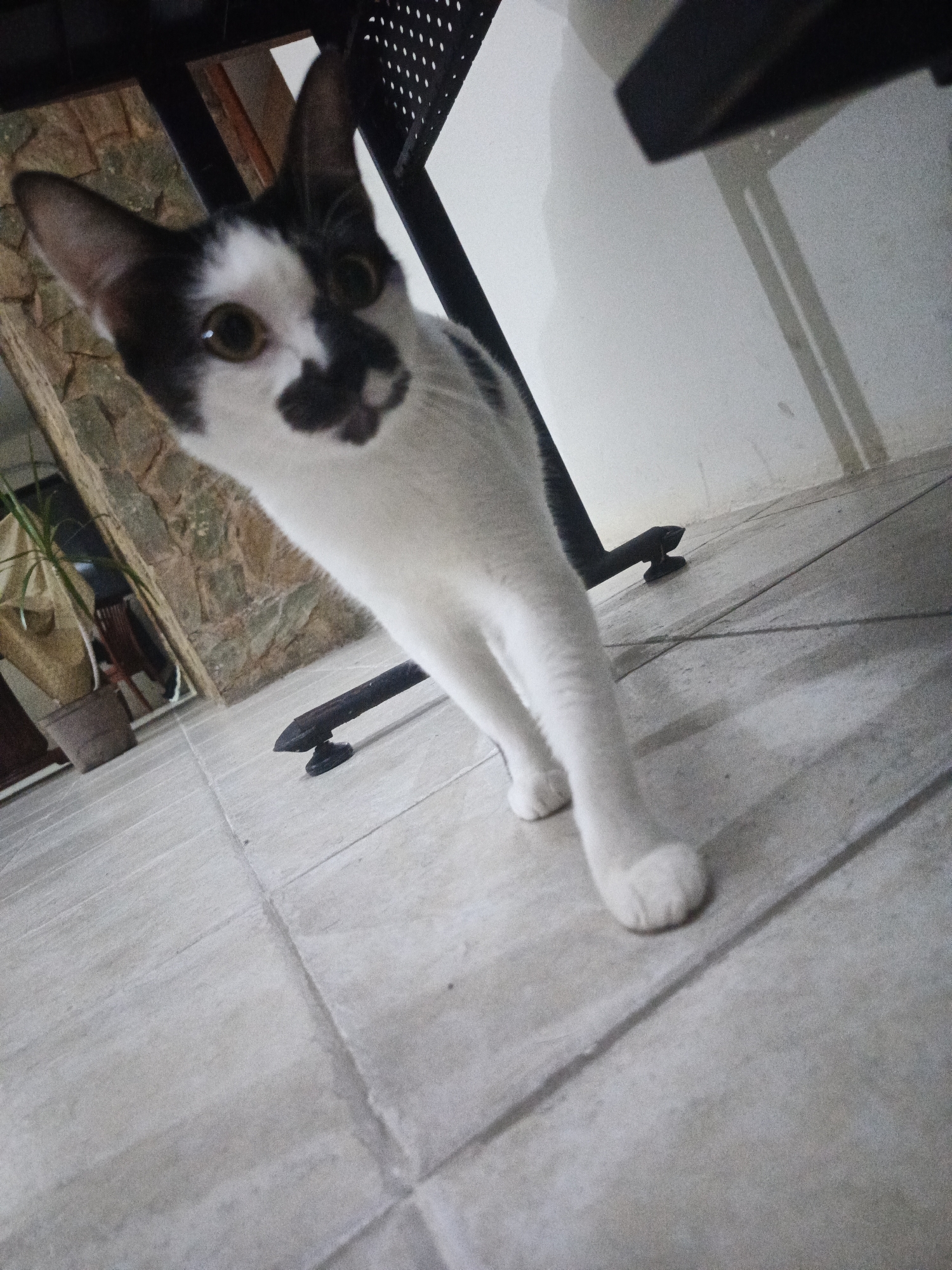 A low-angle indoor shot depicts a white and black cat standing under a desk or table. The cat is facing the camera with its body angled towards the upper left. The background includes a tiled floor, a section of a wall with stone detailing, and a potted plant. The cat is the primary subject. No people are visible. The location is not possible to determine from this image.
