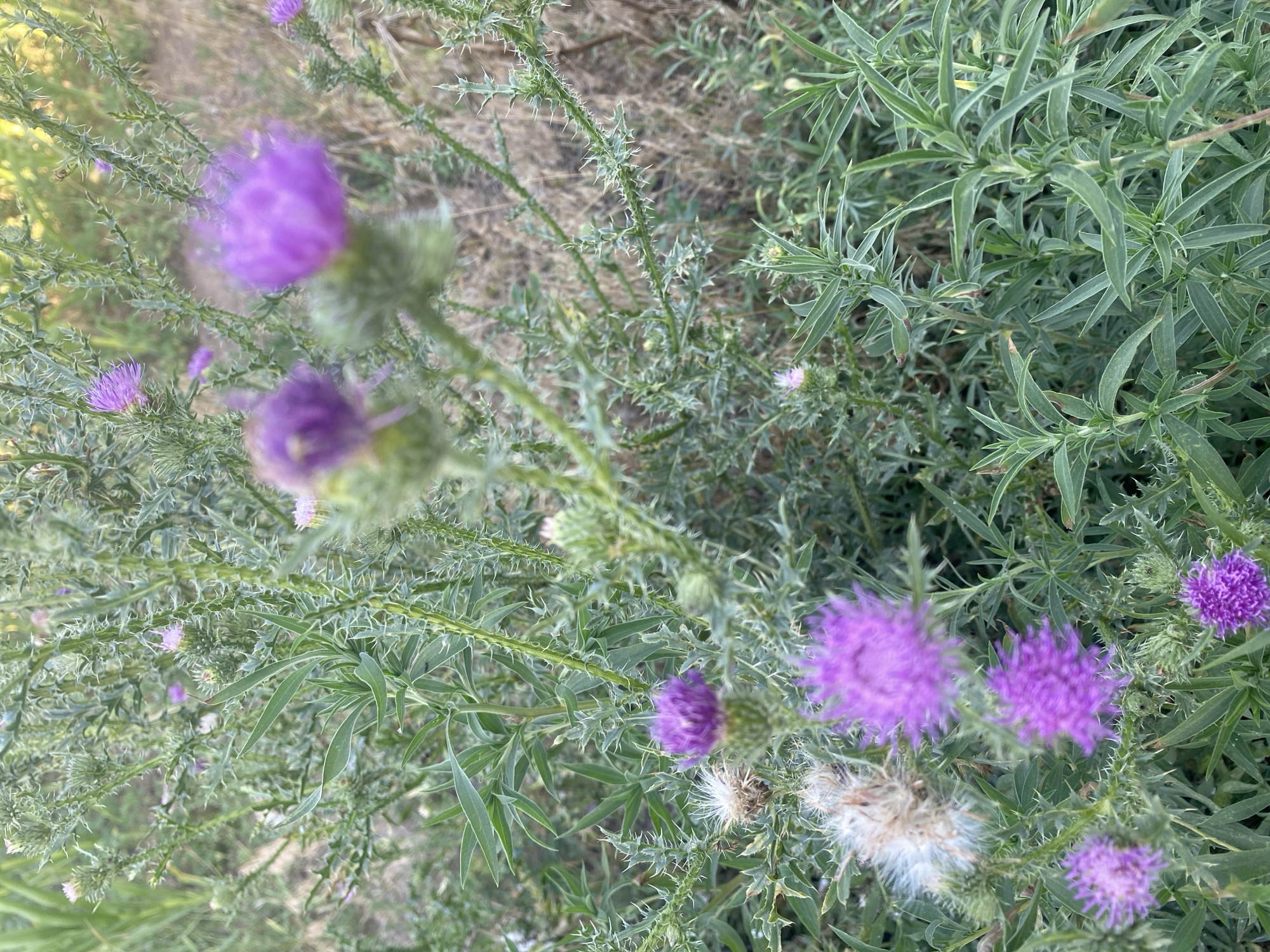 The image shows a close-up view of a patch of thistle plants with purple flowers. The plants are in a natural setting, likely outdoors in a rural or wild area. The background is blurred, but appears to be dry vegetation and soil. The focus is on the prickly stems, spiky leaves, and vibrant purple blossoms of the thistles. Some of the flowers are in full bloom, while others are in bud. There is also evidence of seed heads with fluffy white material, indicating the plant's life cycle. The lighting suggests it may be late afternoon or early morning. The image does not contain any people, structures, or specific landmarks that would allow for precise location identification within Mais'ke, Ukraine.