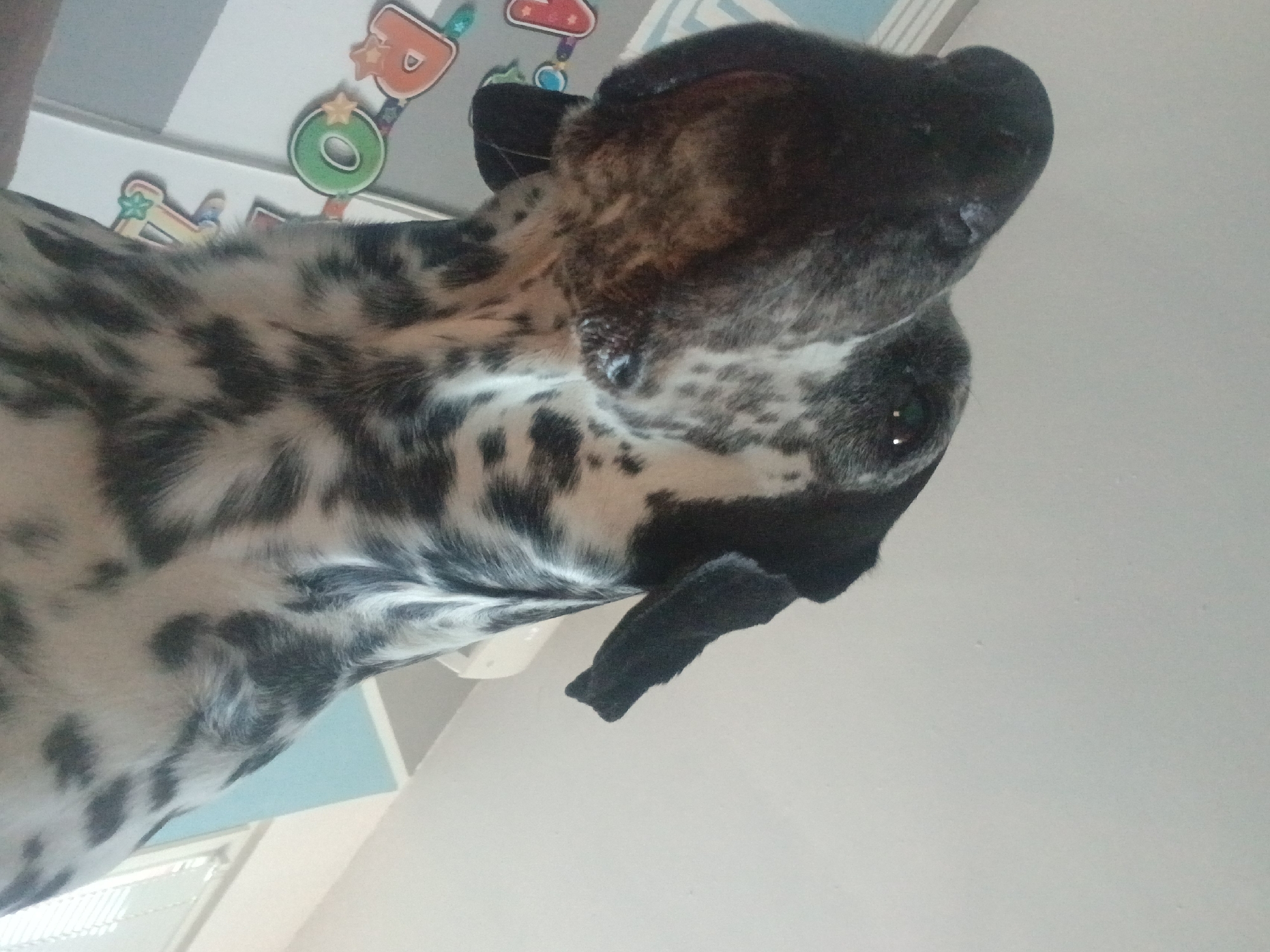 A close-up, low-angle shot shows a Dalmatian dog's head from below, facing upwards. The dog has black spots on a white coat, with black ears and a black nose. The background consists of a pale ceiling and a portion of a wall with decorative letters. The lighting suggests an indoor environment. The dog's eye is visible, looking upwards.