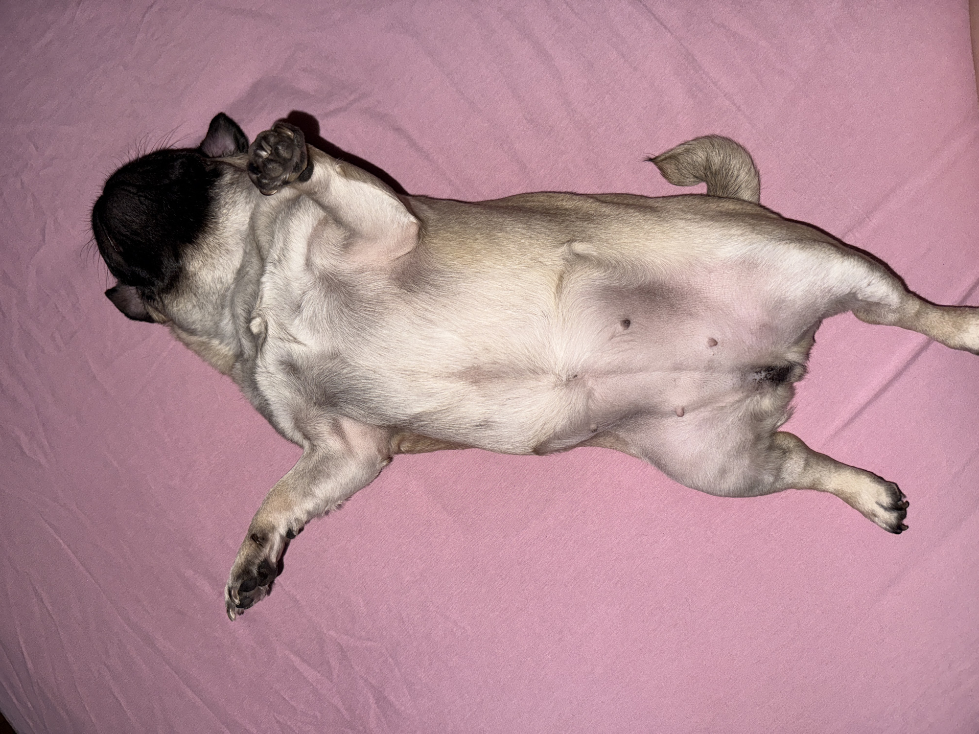A pug is lying on its back on a pink surface. The pug's head is on the left, with its black mask and ears visible. One paw is raised near its head. The pug's belly is exposed, and its legs are stretched out on either side of its body. The tail is curled towards the right side of the frame. The background is a plain pink fabric.