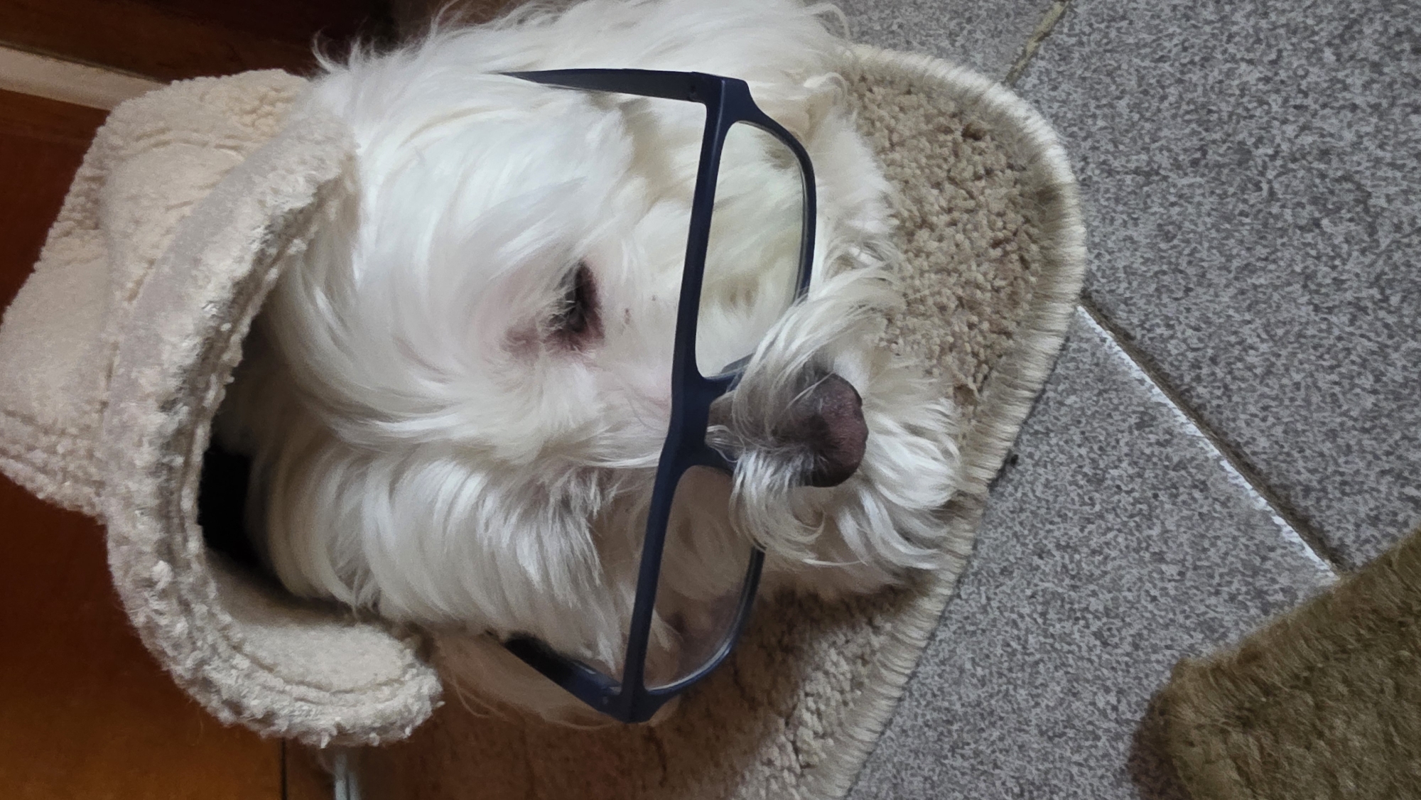 A small, fluffy white dog, likely a Maltese or similar breed, is seen resting comfortably in a light-colored, plush dog bed. The dog's head is visible, with thick white fur covering most of its face. A pair of dark-rimmed glasses are playfully placed on its face, resting on its nose and above its eyes. A slight reddish discoloration is visible near one of the dog's eyes.
The dog bed is made of a soft, textured, off-white or beige material, resembling sherpa fabric, and appears to be a cozy, semi-circular shape. The dog is nestled within it, appearing peaceful or asleep. The background consists of a floor made of gray, speckled square tiles with visible grout lines. A section of a darker, possibly brown, shaggy mat or carpet is also visible in the lower right corner of the frame. The image is taken from a slightly elevated perspective, looking down on the dog. The overall setting is indoors. This adorable scene was captured in Blagoevgrad, Bulgaria. No visible text is present in the image.