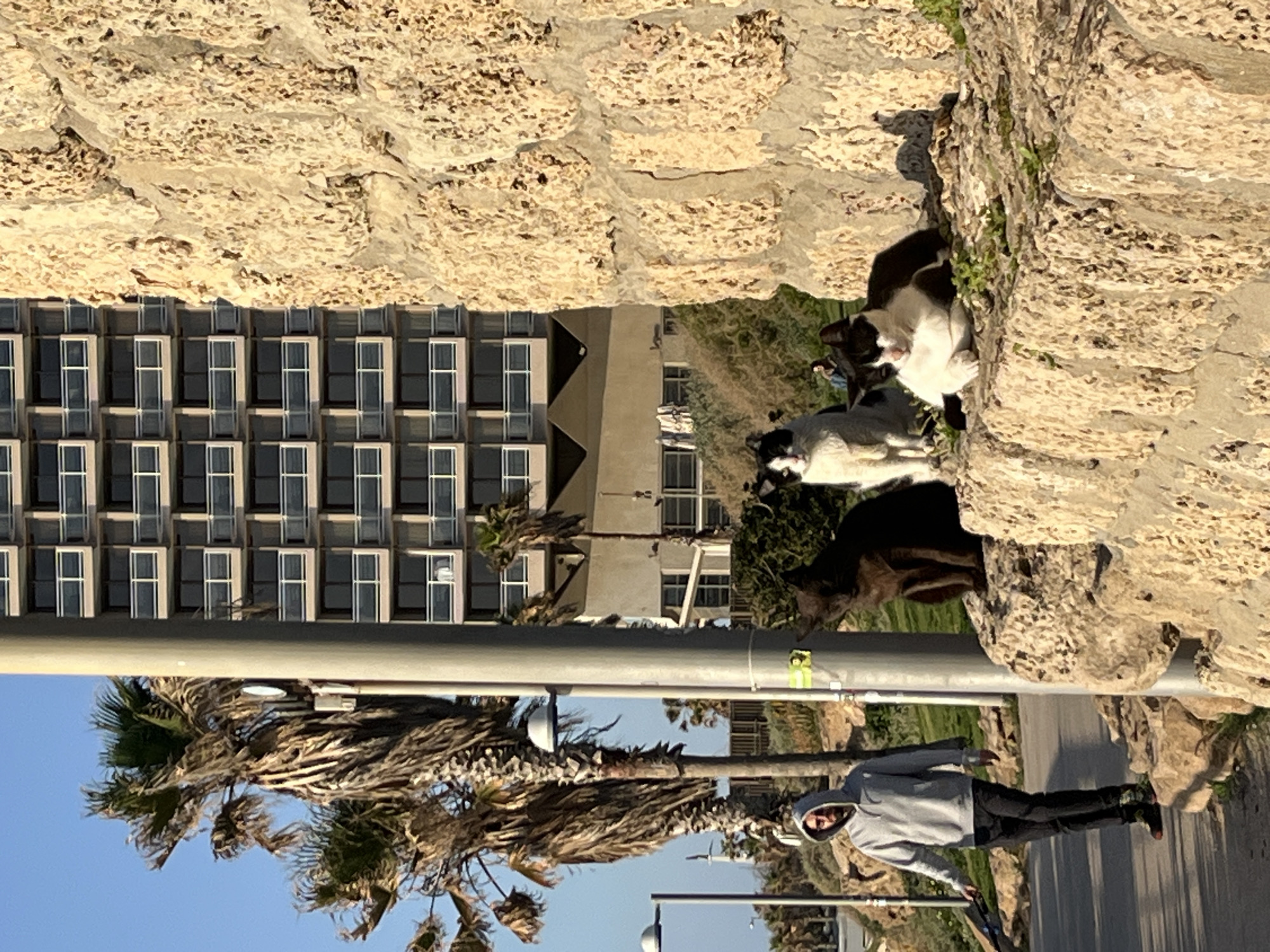The image depicts a street scene in Tel Aviv, Israel, with a man walking along a road, a row of palm trees, and a building with numerous windows. Three cats are perched on a stone wall. The building appears to be constructed from light-colored stone or concrete, while the sky above is clear and blue.