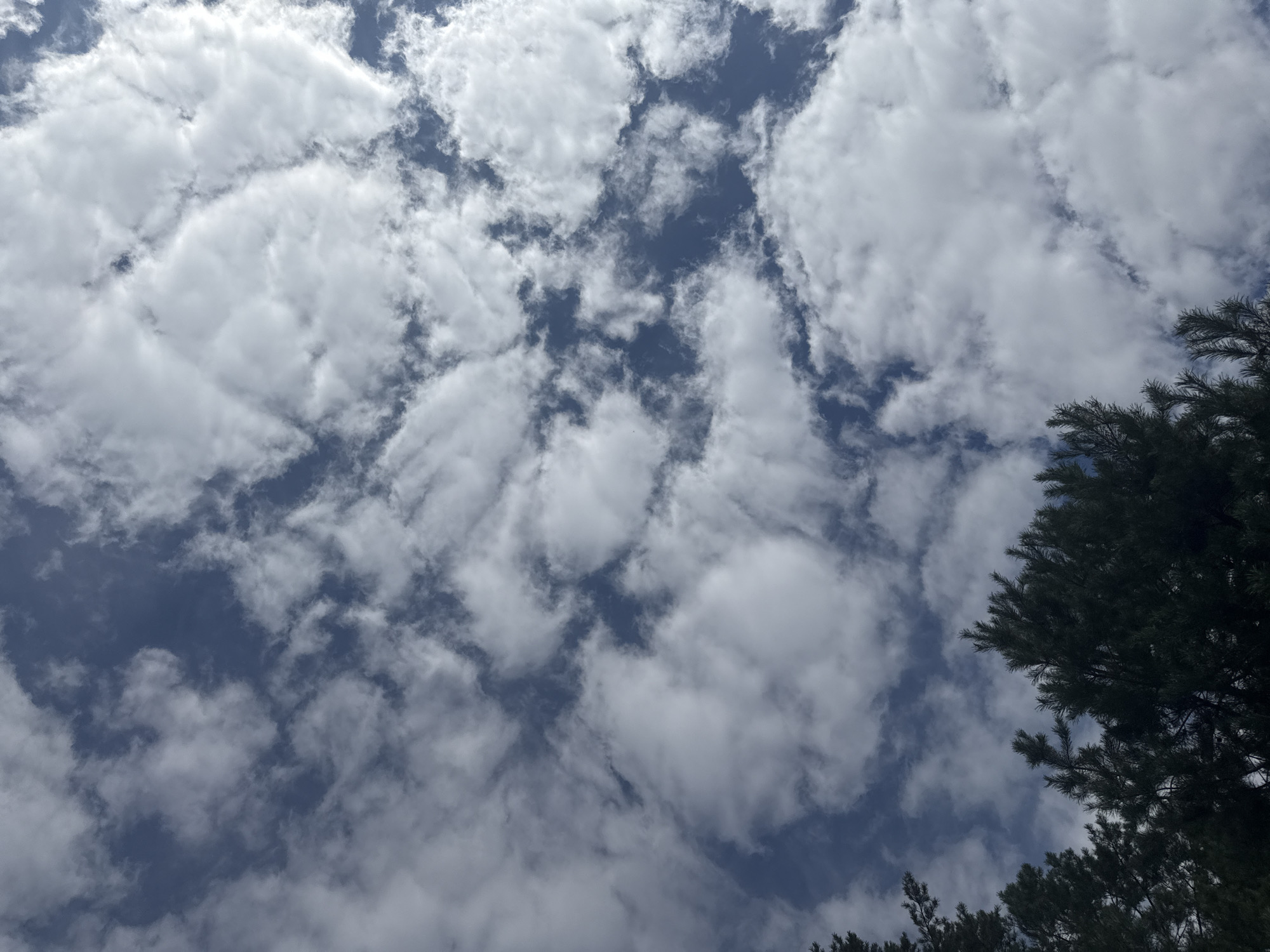 The image shows a sky with scattered white clouds against a blue background. The bottom of the image features the tops of dark green pine trees. There are no people, subjects, or objects other than the trees and clouds. The scene is an outdoor environment, likely a park or natural area within Chaikovsky, Russia, given the presence of pine trees. The lighting suggests it is daytime, possibly late morning or early afternoon, with the sun partially obscured by clouds.