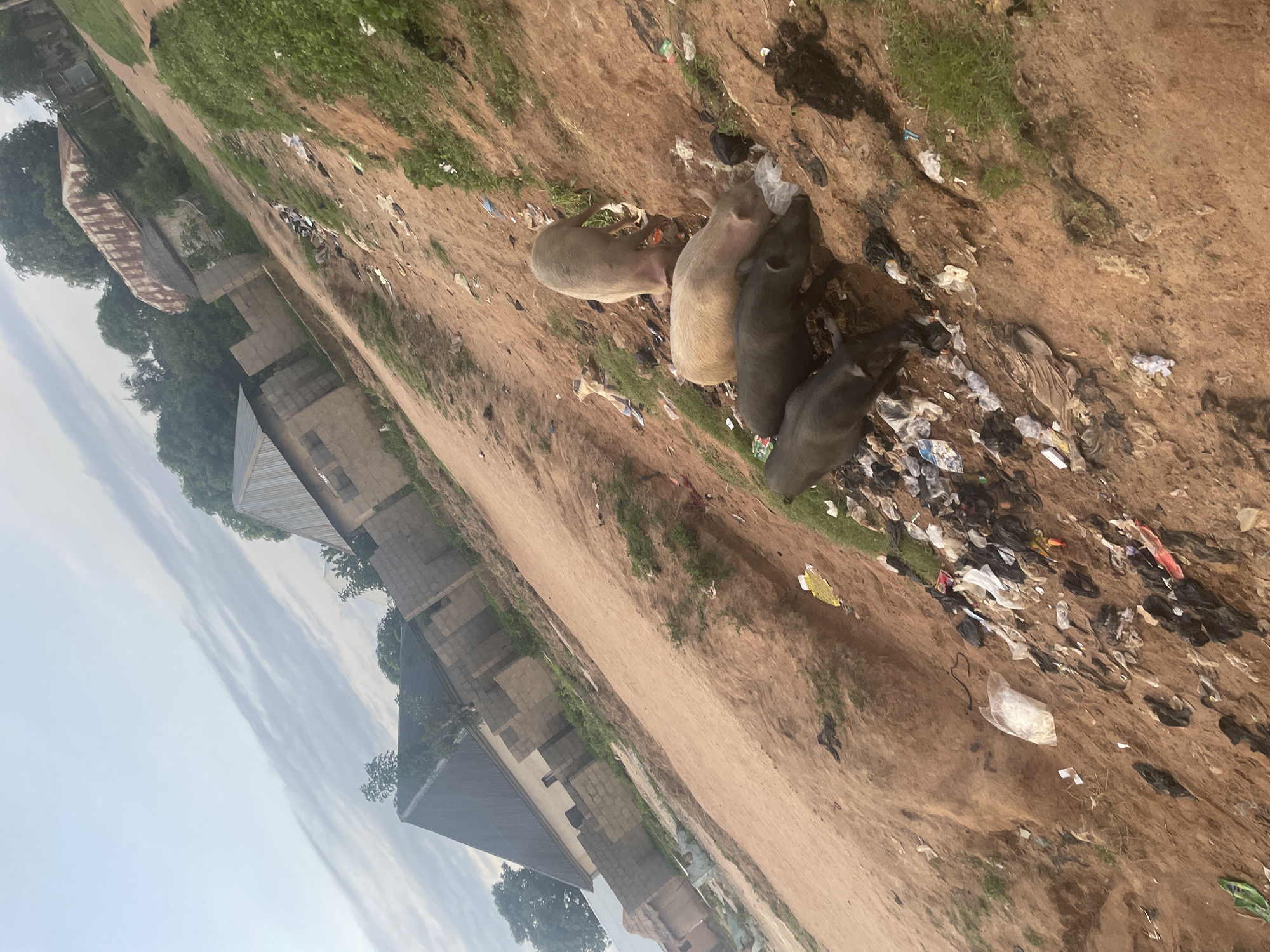 The image depicts a rural or semi-urban area in Jalingo, Nigeria. In the foreground, several pigs are foraging through a large pile of accumulated garbage. The ground is a reddish-brown dirt path littered with various forms of refuse, including plastic bags, wrappers, and other debris. Behind the pigs and garbage, there are unfinished or dilapidated structures, appearing to be homes or outbuildings, constructed with concrete blocks and corrugated metal roofing. Trees and vegetation are visible in the background, interspersed with more buildings. The sky is overcast with visible cloud patterns. The overall scene suggests an area with inadequate waste management and development.