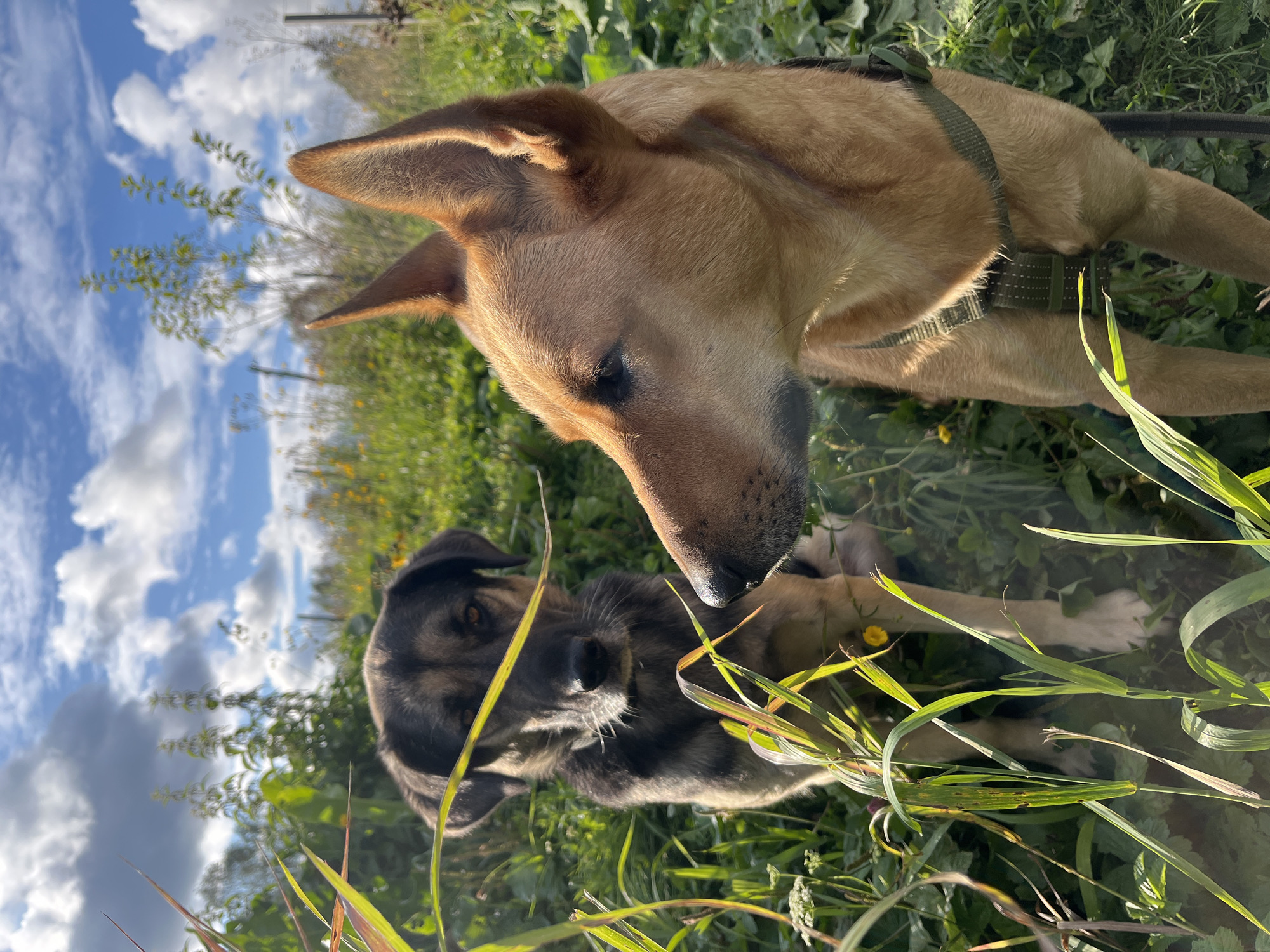 Two dogs are in a grassy field under a cloudy sky with some patches of blue. The dog in the foreground is a lighter brown color and is facing to the left, with its head turned and looking slightly down. It is wearing a green harness. The second dog, darker in color with black and brown markings, is in the background and appears to be looking directly at the camera. Both dogs are surrounded by green grass and some small yellow flowers. The setting is outdoors, and the lighting suggests it is daytime. The image does not contain any specific landmarks or features that would place it in the city of Nizhny Tagil, Russia.