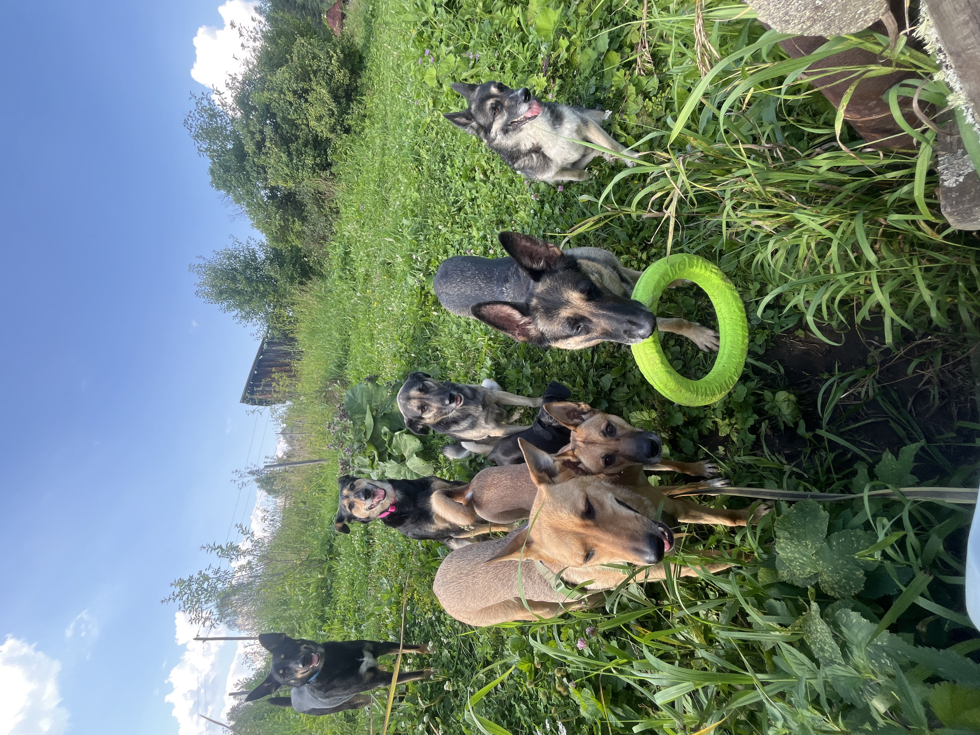 An outdoor, medium-shot, vertical, eye-level photograph shows a pack of eight dogs in a grassy, overgrown, rural setting. The dogs, all medium to large breeds and varying in color and markings, are positioned around the frame, some looking at the camera and others interacting with each other. A German Shepherd in the foreground is holding a neon green circular dog toy in its mouth. The background consists of tall grass, wild plants, a wooden fence on the right, and trees and a wooden structure in the distance under a bright blue sky with scattered white clouds. The overall impression is of dogs in a natural, somewhat wild outdoor environment. The location is identified as Nizhny Tagil, Russia.