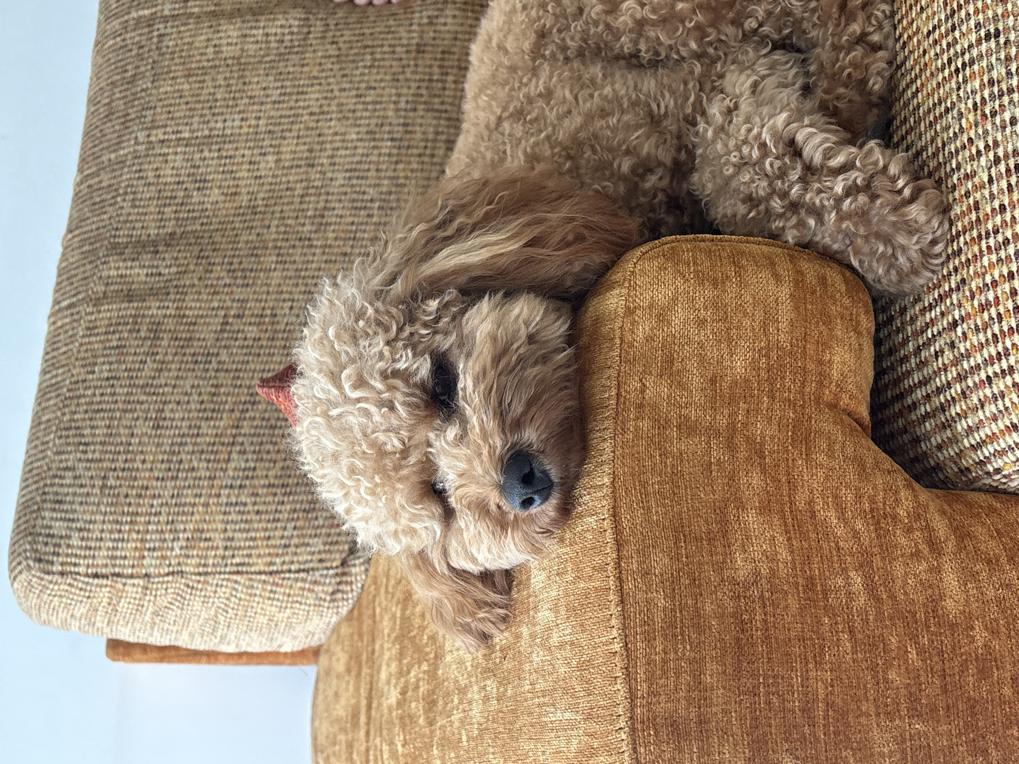 A toy poodle with curly, light brown fur rests its head on the armrest of an orange, textured couch. The dog has dark eyes and a black nose. A small, reddish-brown bow is visible on top of its head. The couch is upholstered in two different fabrics: a smooth, solid orange material on the armrest and a patterned brown and tan tweed on the back and seat cushions. The setting is an indoor environment, likely a living room. No specific location in the city of A Florida, Spain, can be determined from the image.