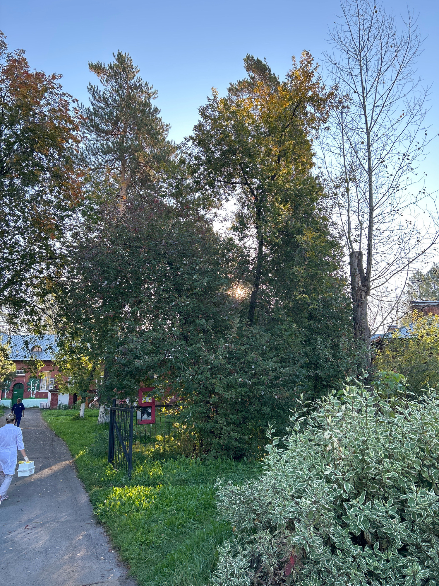The image depicts a scene in Tomsk, Russia, likely during autumn. A paved walkway runs along the left side of the frame, bordered by lush green grass and various trees. Sunlight filters through the dense foliage of a large tree in the center, creating a sunburst effect. To the left of the walkway, a red brick building with a blue roof and arched windows is visible, suggesting it might be a public institution or residential building. A person in a white coat and light-colored pants walks away from the camera on the walkway, carrying two white containers. Another person in a dark blue uniform walks towards the building in the distance. A black metal fence separates the walkway area from the vegetation. In the foreground on the right, a variegated shrub with green and white leaves adds texture to the scene. The sky is clear and blue, indicative of a sunny day. The overall impression is one of a tranquil, daytime scene in an urban or semi-urban environment.