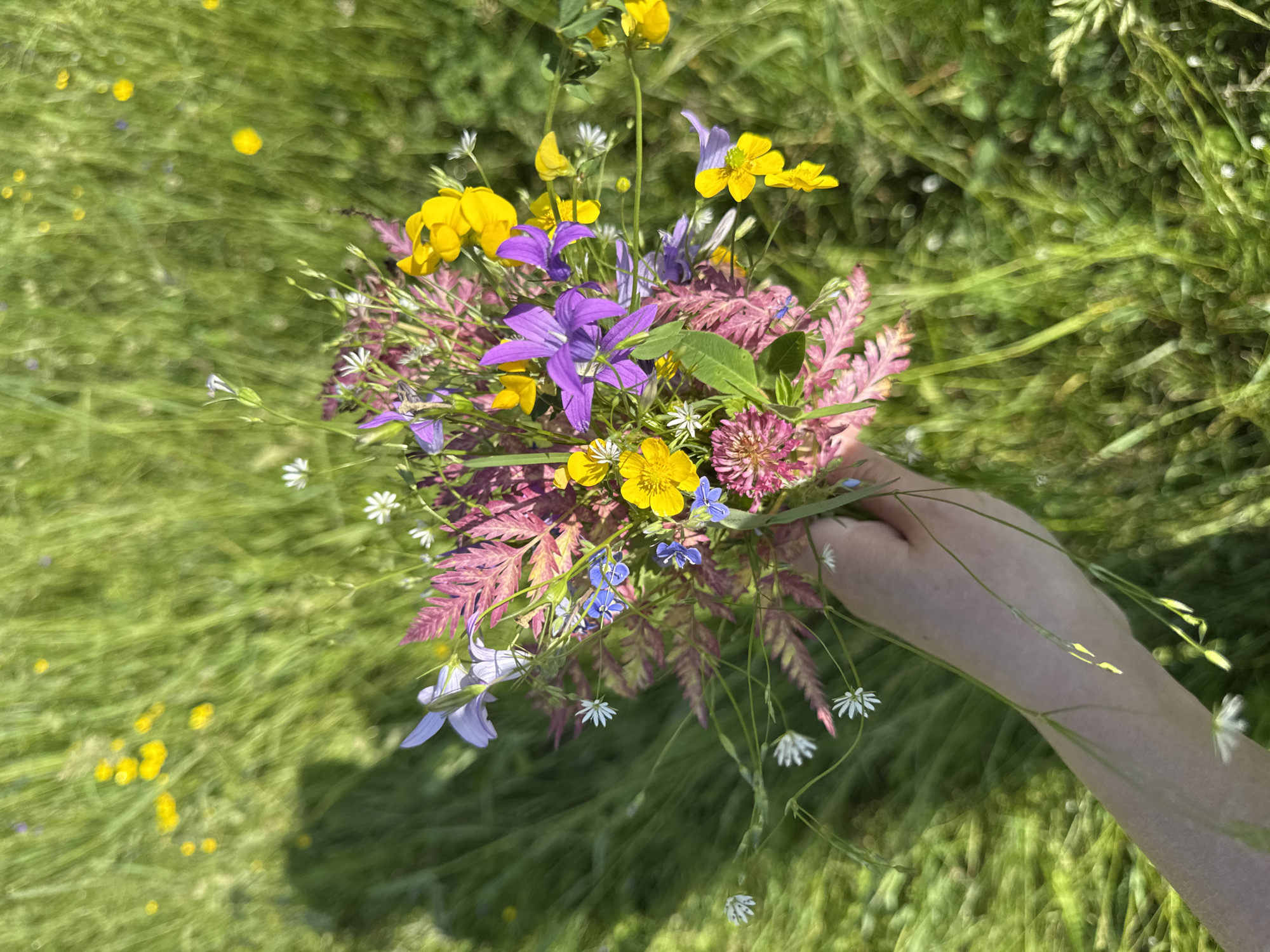 In Vassyata, Russia, a person's hand holds a bouquet of wildflowers against a backdrop of a sunlit green field. The bouquet contains a variety of colorful flowers, including yellow buttercups, purple bellflowers, white tiny flowers, and pink clover. The field is densely populated with tall green grass and scattered small yellow and white flowers, with the sunlight casting a shadow of the person on the left side of the frame. The overall scene depicts a peaceful moment in a natural setting.