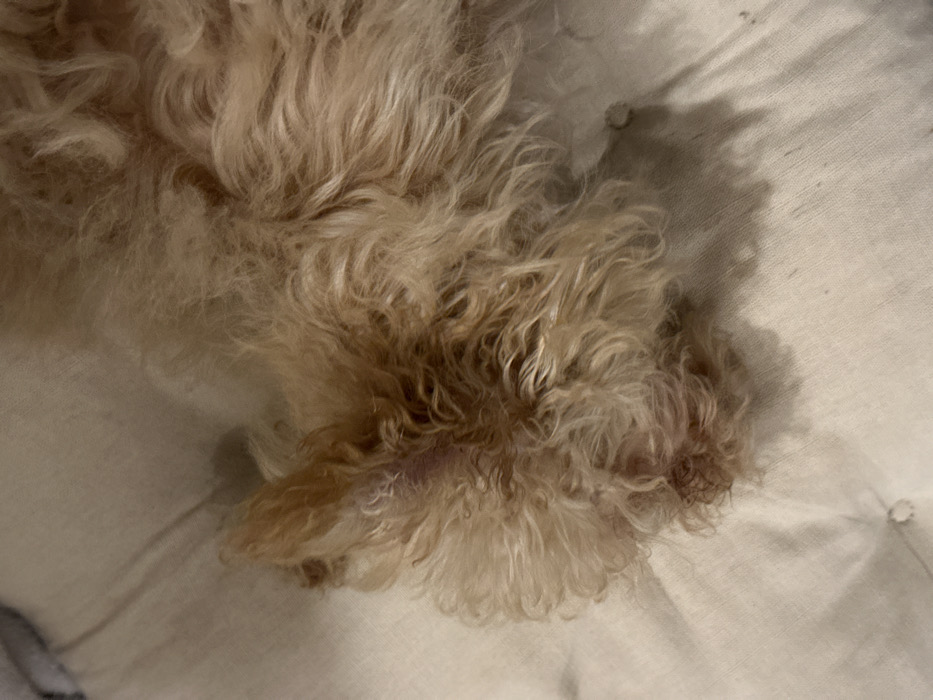 A light-colored, curly-haired dog is depicted resting on a cream-colored, tufted bedding surface in Palmanova, Spain. The dog's head is positioned in the lower left, facing downward, revealing predominantly light brown and golden-blonde fur. A small portion of a pinkish inner ear is visible. The animal's body extends towards the upper right, covered in dense, wavy fur. The bedding material exhibits circular indentations from its tufted design. Shadows are cast beneath the dog, indicating a light source from above. No human figures or direct interactions are visible.