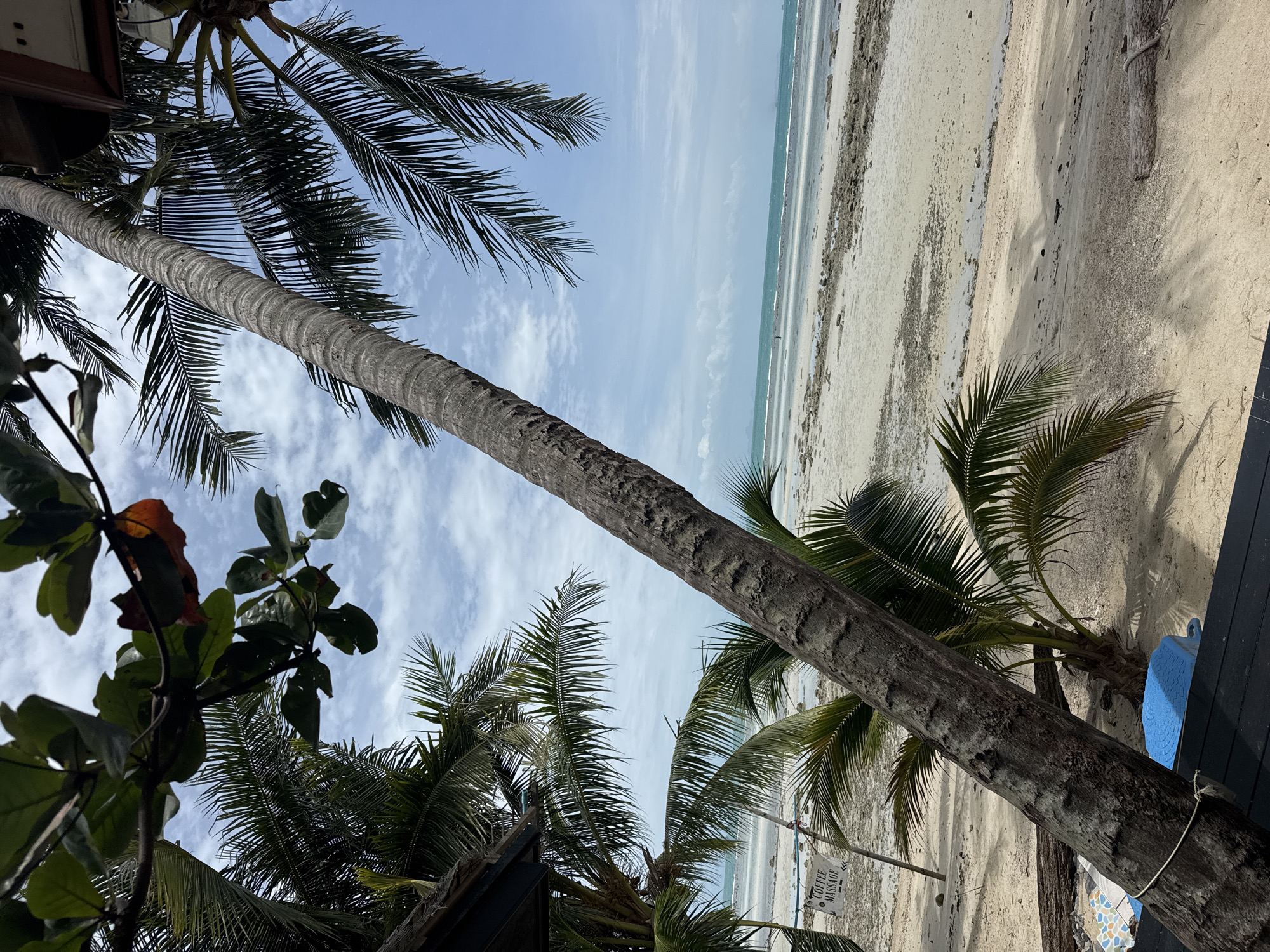 A leaning palm tree trunk dominates the foreground of this image, its rough bark textured and grey. Its fronds stretch out, partially obscuring a bright blue sky with scattered white clouds. To the left, the dark roof of a structure is visible, also partially covered by palm fronds. A sign attached to a wooden post in the mid-ground reads "COFFEE MASSAGE" in black text. The beach stretches out behind, a wide expanse of pale sand dotted with rocks and debris. The sea meets the shore in gentle waves, its color a muted turquoise, stretching to the horizon where it meets the sky. A lone figure can be seen walking in the distance on the shoreline. Shadows from the palm trees are cast across the sand. The overall scene is one of a tropical beachside location.