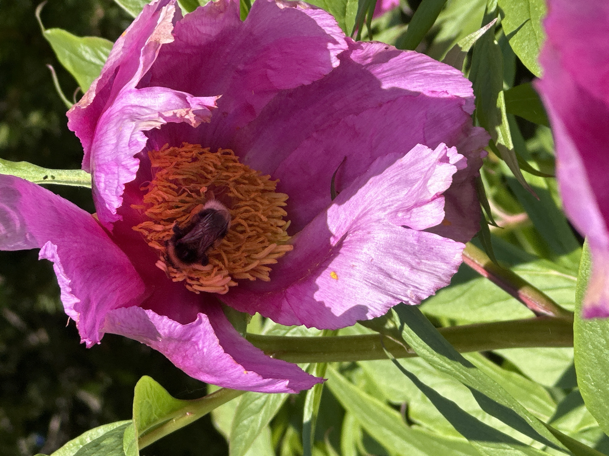 A close-up, eye-level shot captures a vibrant pink peony in bloom, its petals unfurled to reveal a cluster of orange stamens at its center. A bumblebee, its fuzzy body dark and segmented, is nestled within the stamens, actively engaged in pollination. The flower's petals show slight signs of wilting at the edges, with delicate creases and subtle variations in pink hues. Green leaves and stems surround the peony, providing a natural backdrop, with some leaves casting shadows on the flower. The background is softly blurred, suggesting a garden setting. This image is located in Nagornyi, Russia.