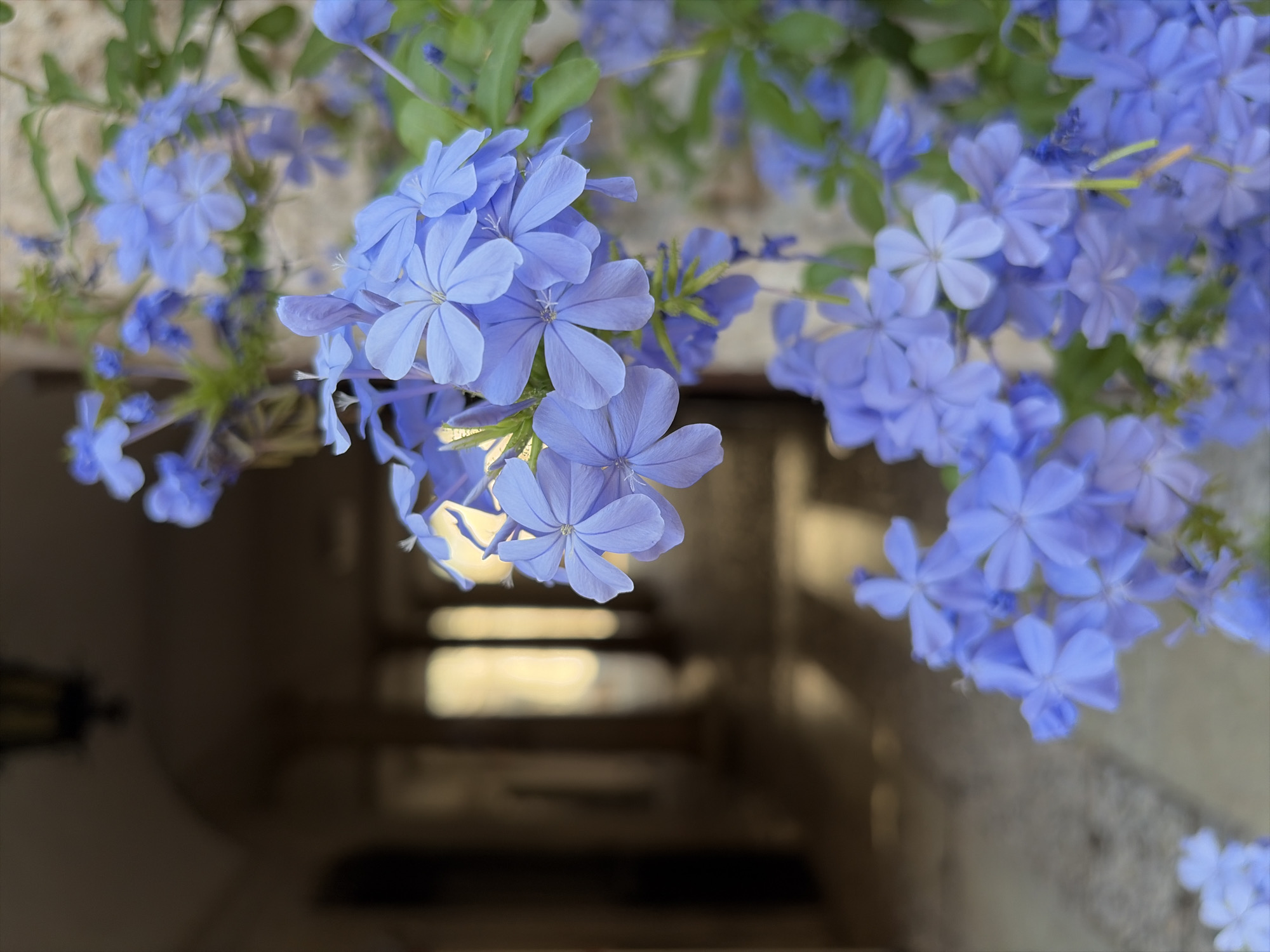 The media file shows a close-up, shallow-depth-of-field shot of several clusters of small, light blue flowers with five petals each. The flowers are delicate and appear to be in bloom. They are the primary subject, filling the top half of the frame. The background is blurred and dark, suggesting an indoor or shaded outdoor setting. There are hints of stairs or a walkway with railings in the indistinct background, which appears to be made of stone or concrete. The lighting is soft, indicating it might be daytime, possibly overcast or in the shade. No people are visible. The location context of Trento, Italy, does not provide specific visual cues within the image itself, but the general aesthetic could align with Mediterranean or European garden settings. The overall impression is one of natural beauty and tranquility.