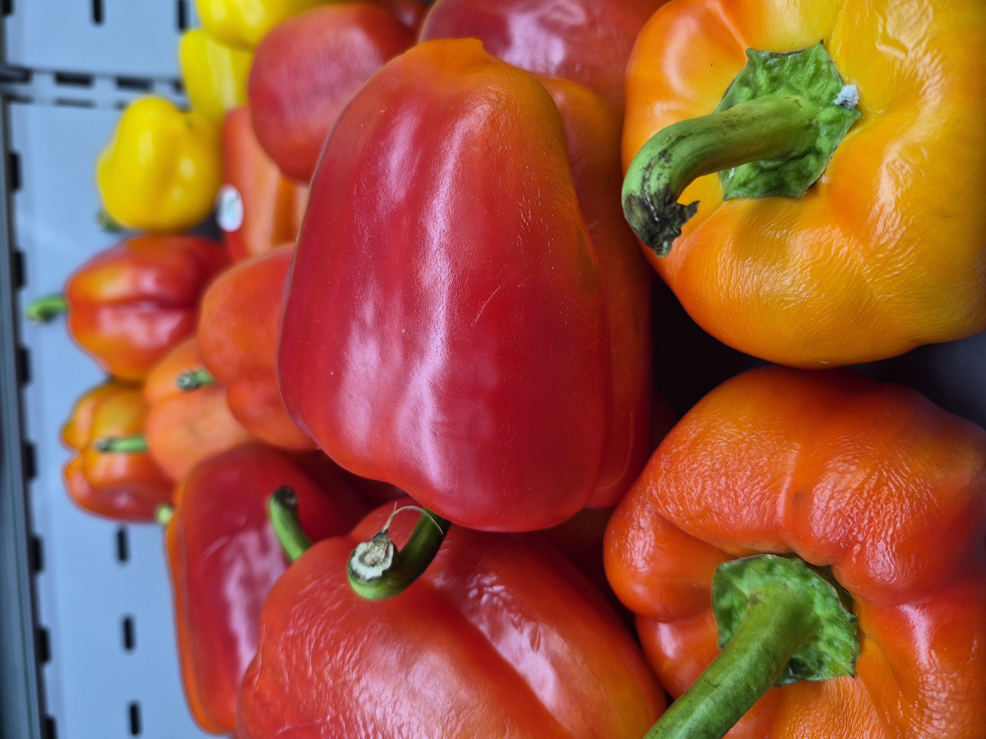 The image shows a close-up view of a variety of bell peppers, including red, orange, and yellow peppers, stacked on a shelf with vertical black bars and a light blue backing, presumably in a grocery store or market. The peppers are brightly lit, emphasizing their colors and textures. The stems are mostly green, though some have darkened tips. The arrangement appears to be casual and perhaps slightly disorganized. The location is unknown.