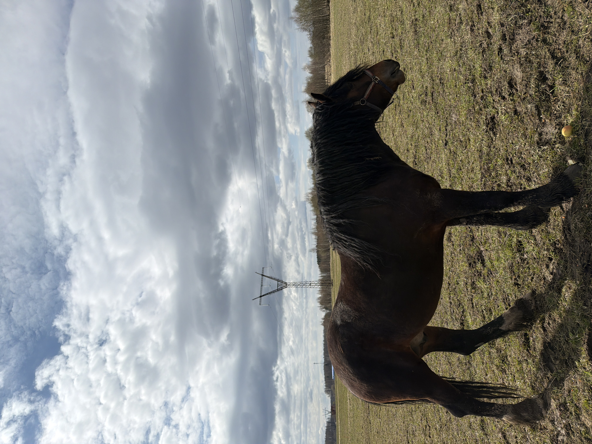A dark brown horse with a bridle stands in a field. The field appears to be a mix of grass and dirt. The sky is cloudy. A power line tower is in the background. The picture was taken somewhere in Russia, in the city of Пролетарский.