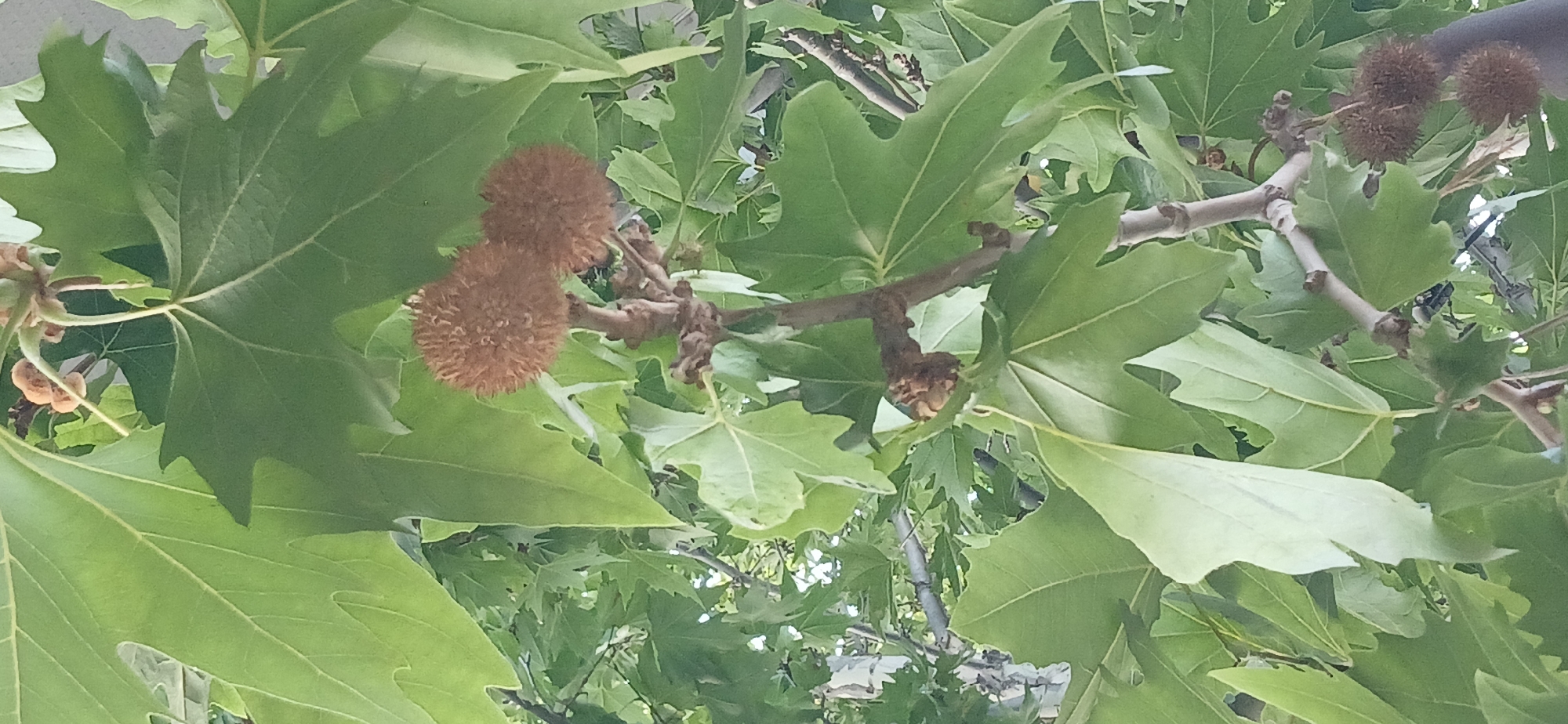 The image shows a close-up of a tree with large, green leaves and several round, spiky seed pods. The seed pods are brown and appear to be dry. The leaves are palmately lobed, with pointed tips. The tree branches are visible, with a rough, brown bark. The background is blurred, but appears to be more foliage, suggesting this is an outdoor scene in a wooded area or park. The image does not contain any people or specific landmarks that would allow for identification of the exact location within Ganja City, Azerbaijan, but it is likely an area with mature trees.