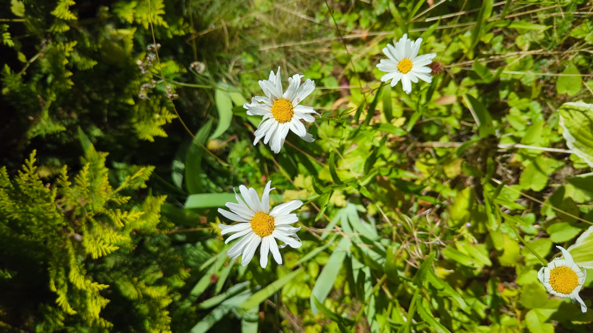 In Kløfta, Norway, a close-up, eye-level shot captures a patch of garden bathed in sunlight. The foreground is dominated by several white daisy-like flowers, each with a bright yellow center. These flowers are in various stages of bloom, with some petals appearing slightly wilted. They are surrounded by lush green foliage, some of which has variegated edges. In the background, a dense evergreen shrub, likely a type of conifer, fills the upper portion of the frame, its needles a vibrant green. The sunlight filters through the shrub, casting dappled shadows on the ground and highlighting the textures of the plants. The overall impression is one of a natural, outdoor setting in a suburban or rural environment.