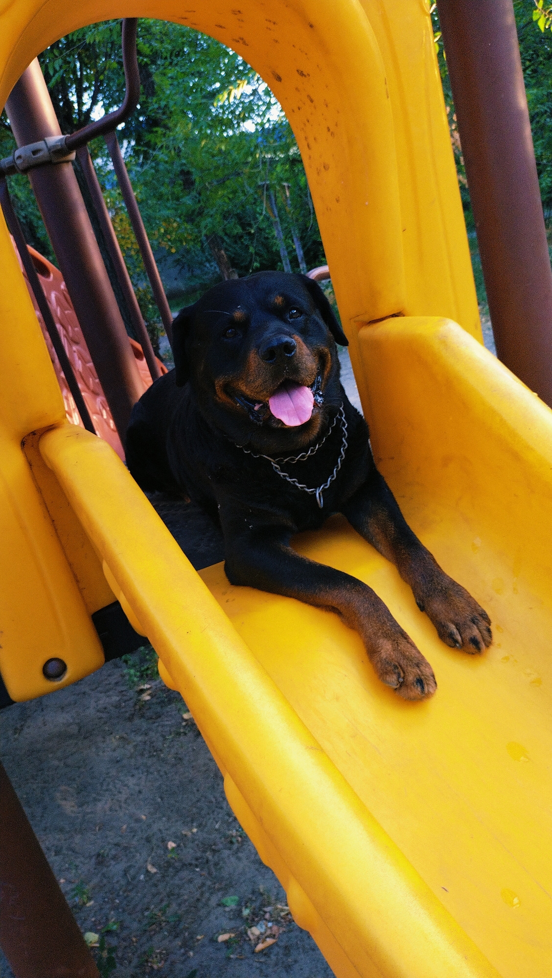 A Rottweiler dog is lying on a yellow plastic slide in what appears to be a playground. The dog is black with tan markings on its legs and face. It is wearing a silver chain necklace and its tongue is hanging out. The slide is part of a larger playground structure with brown metal poles and other yellow plastic components visible. In the background, there are green trees and foliage, suggesting an outdoor setting. The ground beneath the slide is dark and appears to be dirt with some scattered leaves. The image is taken from a slightly elevated perspective looking down at the dog. There are no people visible in the image.