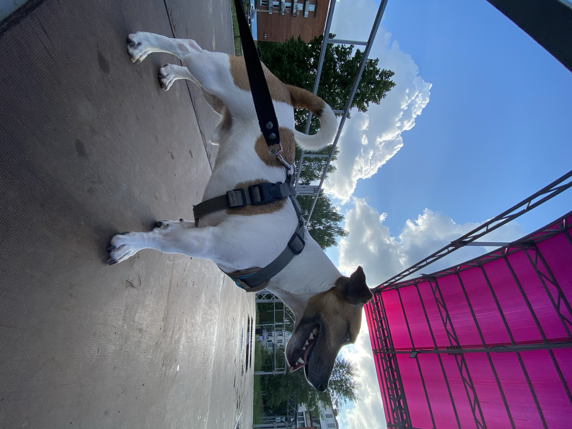 A medium shot captures a white and brown Jack Russell Terrier wearing a grey harness and black leash, standing on a dark textured surface. The dog is facing right, with its mouth open, panting. Behind the dog, a pink canopy is visible overhead, supported by a metal frame. The background shows a cloudy blue sky with some trees and buildings. A metal railing runs along the edge of the platform. The scene appears to be outdoors, possibly in a public space or event venue, with a hint of urban environment in the background, suggesting the location is Noviy, Russia.