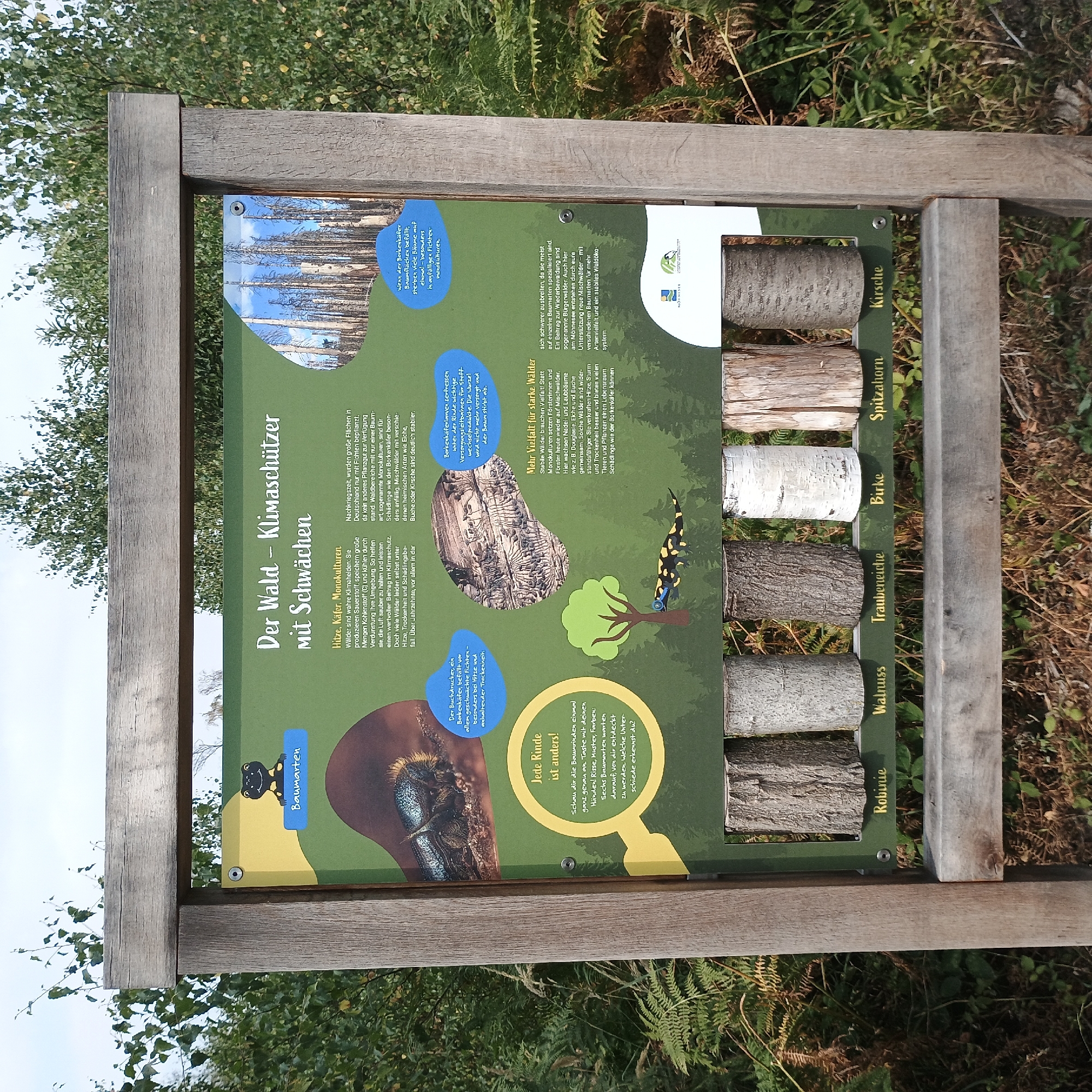The image shows an outdoor information board in the city of Möhnesee, Germany, focusing on the role of forests as climate protectors. The board is made of wood and features several sections with text and illustrations.
The main title reads "Der Wald - Klimaschützer mit Schwächen" (The Forest - Climate Protector with Weaknesses). Below this, there are two main text blocks discussing the benefits of forests for climate protection, such as producing oxygen and storing carbon, but also their vulnerabilities to heat, drought, and pests. One text box mentions a beetle on a tree trunk, identifying it as a Buchdrucker (bark beetle). Another section highlights the importance of mixed forests over monocultures for resilience.
A prominent visual element is a circular magnifying glass pointing to the text "Jede Rinde ist anders!" (Every bark is different!), inviting viewers to examine the textures of tree barks. Below this, there's an illustration of a salamander at the base of a stylized tree.
The bottom part of the board displays six cross-sections of tree trunks, each labeled with the German name of the tree species. These are: Robinie (Black Locust), Walnuss (Walnut), Traubeneiche (Sessile Oak), Birke (Birch), Spitzahorn (Norway Maple), and Kirsche (Cherry). The logs are presented in a row behind a wooden bench.
The background consists of greenery, suggesting a natural setting, likely a forest or park. The overall impression is an educational display designed for visitors to learn about forest ecology and climate change.